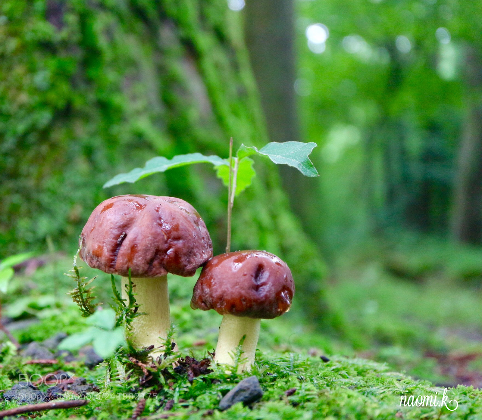 Canon EOS M10 sample photo. Forest mushrooms photography