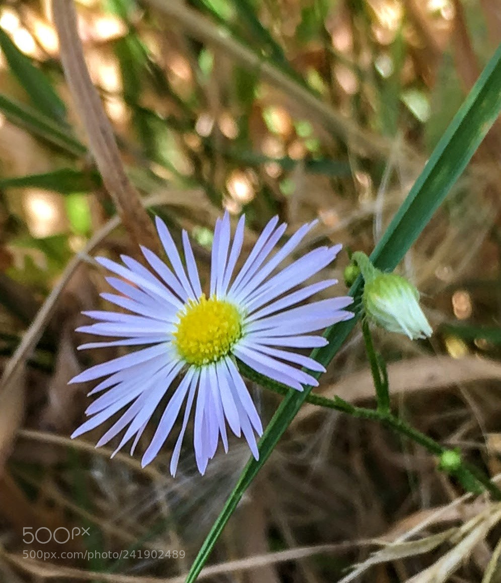 Apple iPhone 6s sample photo. Wildflowers photography