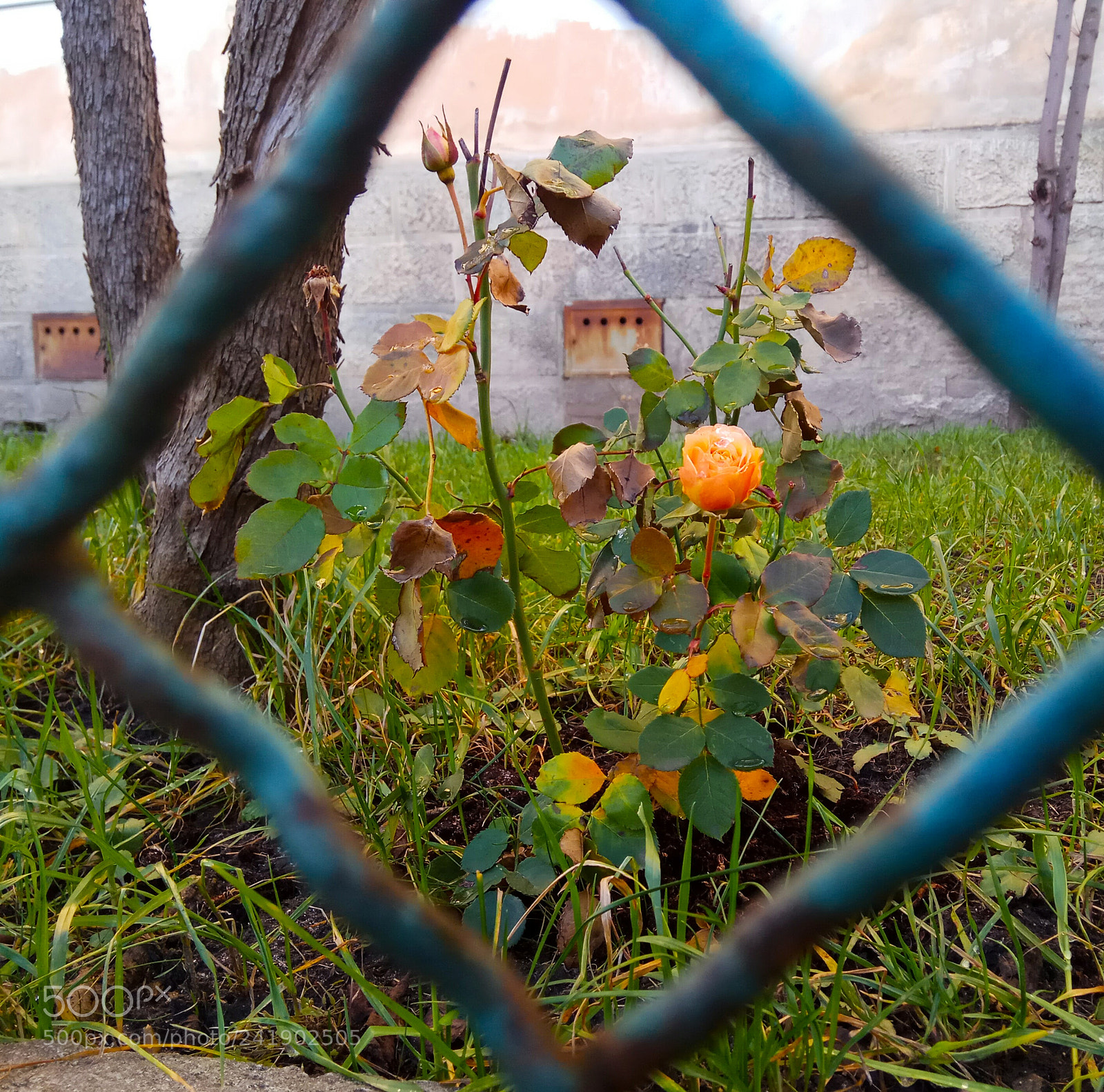 Xiaomi Redmi Note 4 sample photo. Winter rose photography