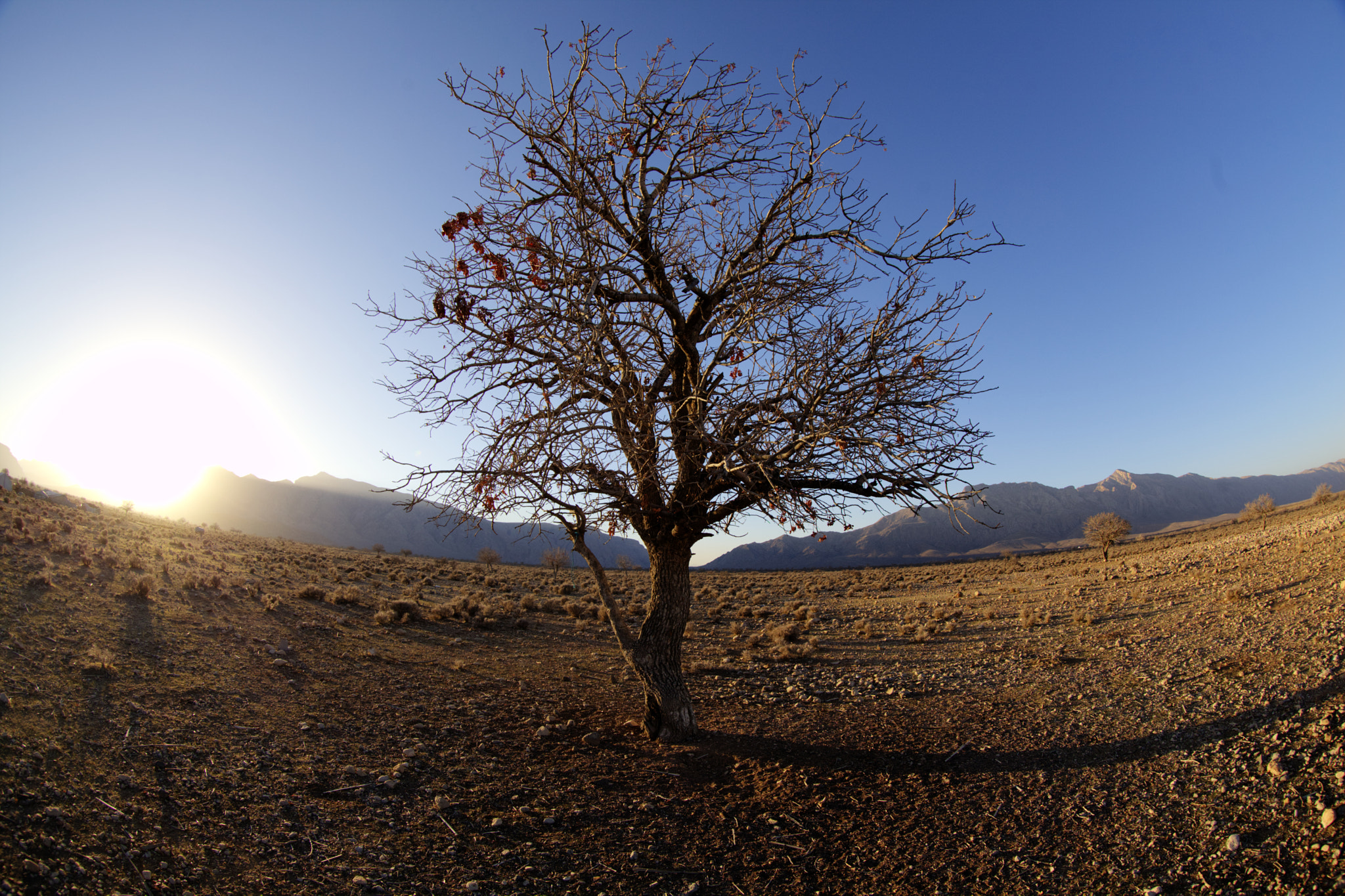 Canon EOS 5D Mark II + Canon EF 8-15mm F4L Fisheye USM sample photo. Shiraz iran at sunrise photography