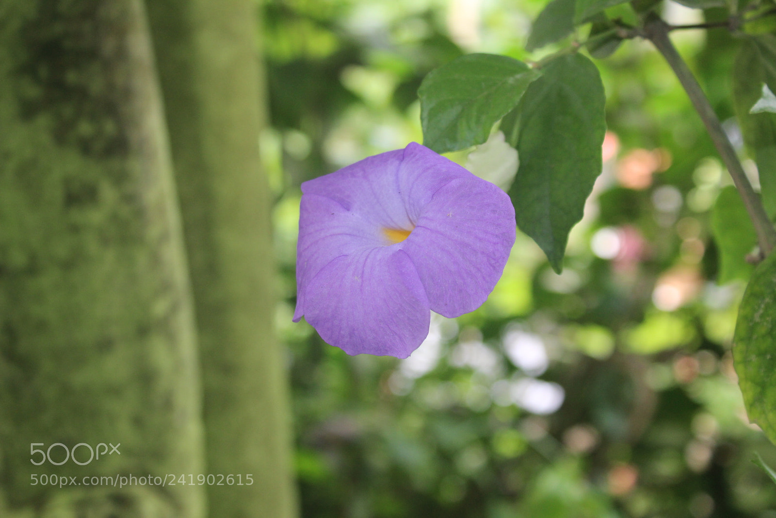 Canon EF-S 18-55mm F3.5-5.6 III sample photo. Blue flower, botanic garden photography