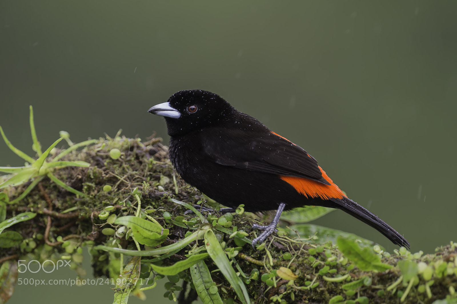 Nikon D4 sample photo. Passerini's tanager photography