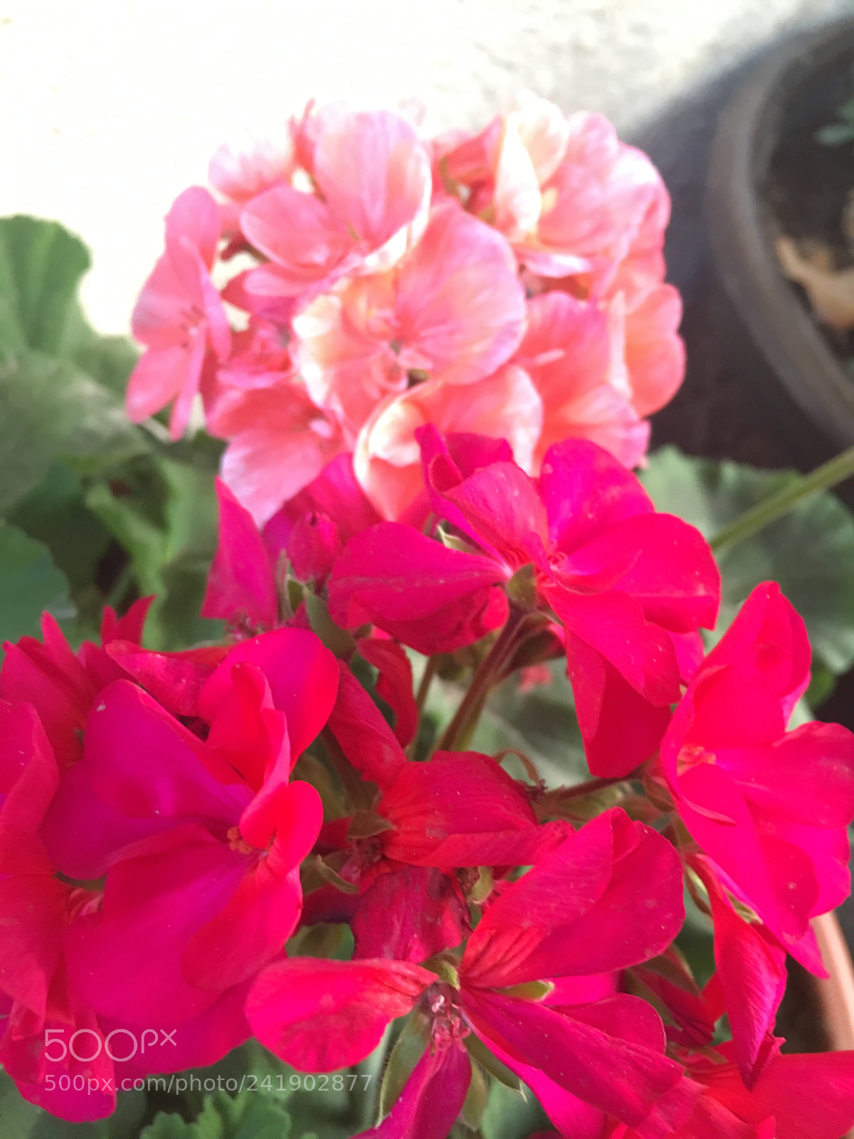 Apple iPhone 6s sample photo. Untitled photography