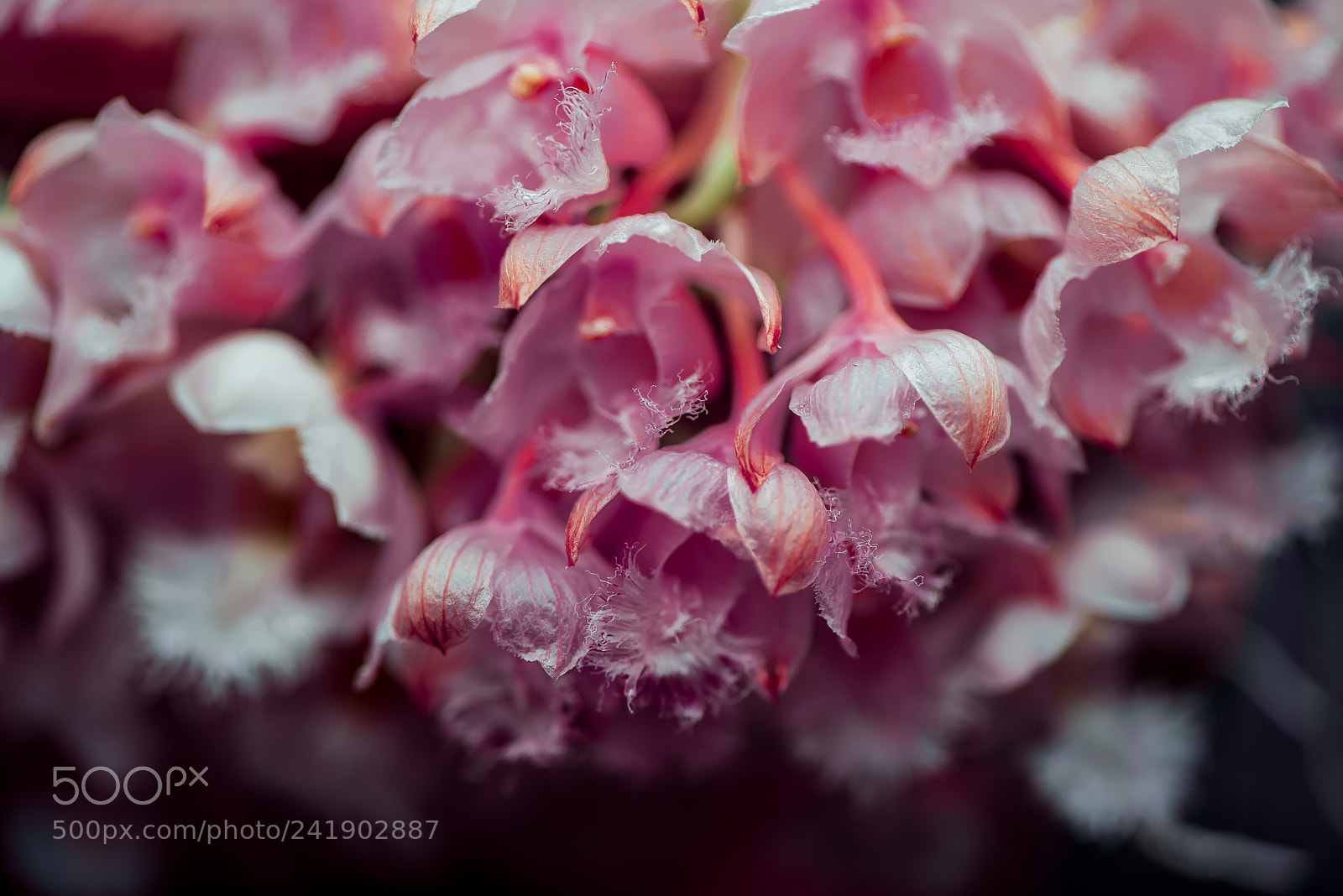Nikon D800E sample photo. Orchid flower lighting down photography