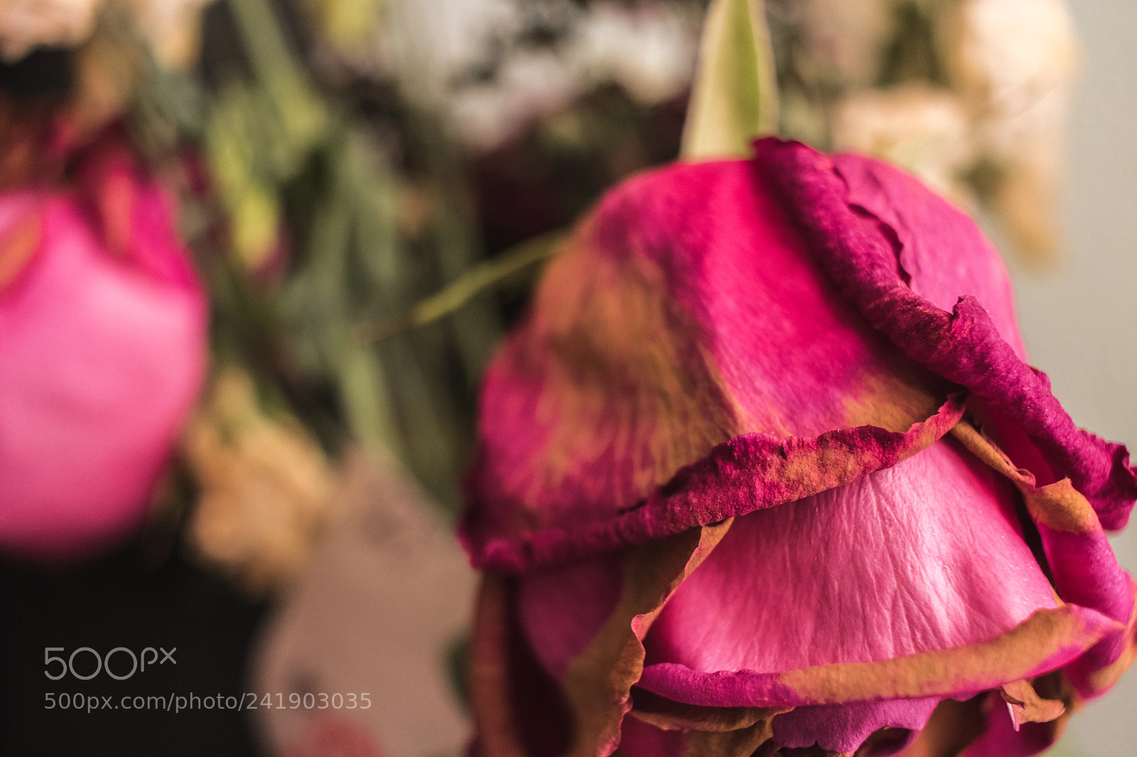 Canon EOS 760D (EOS Rebel T6s / EOS 8000D) sample photo. Forgotten tenderness photography