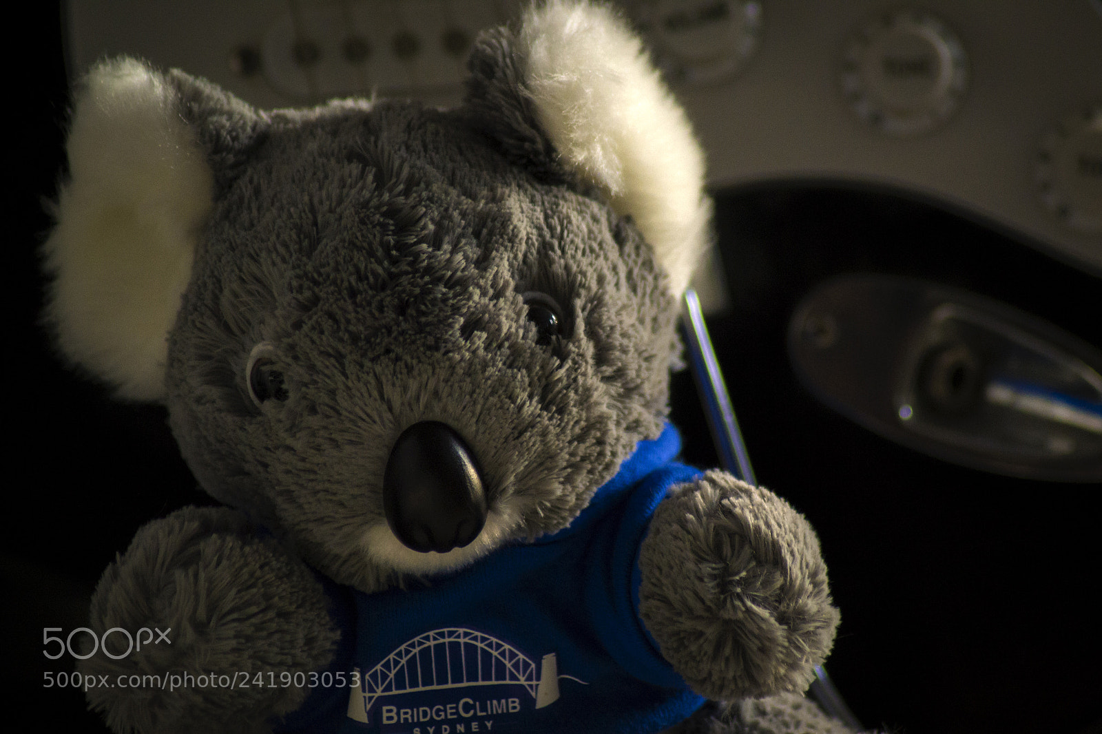 Nikon D3100 sample photo. Furry photography