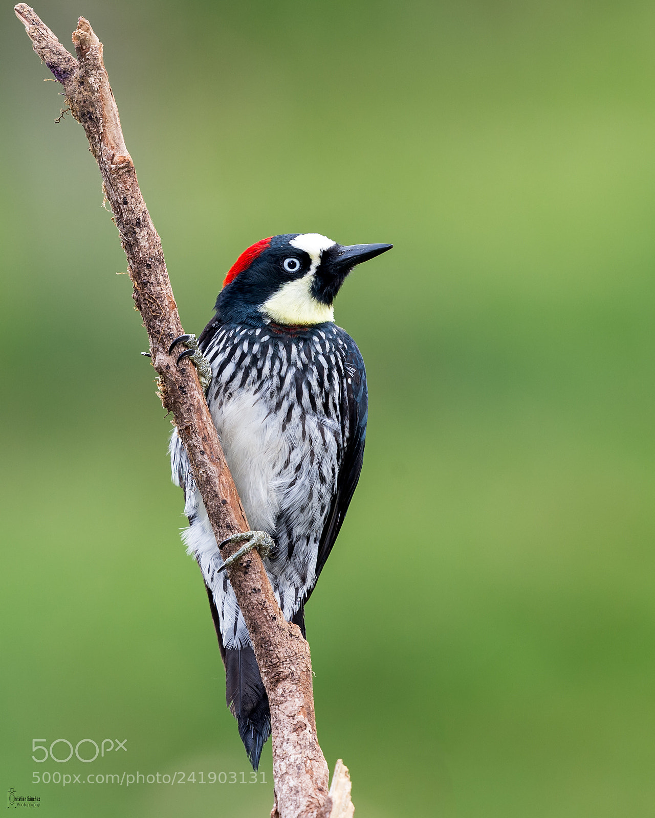 Nikon D4 sample photo. Acorn woodpecker photography