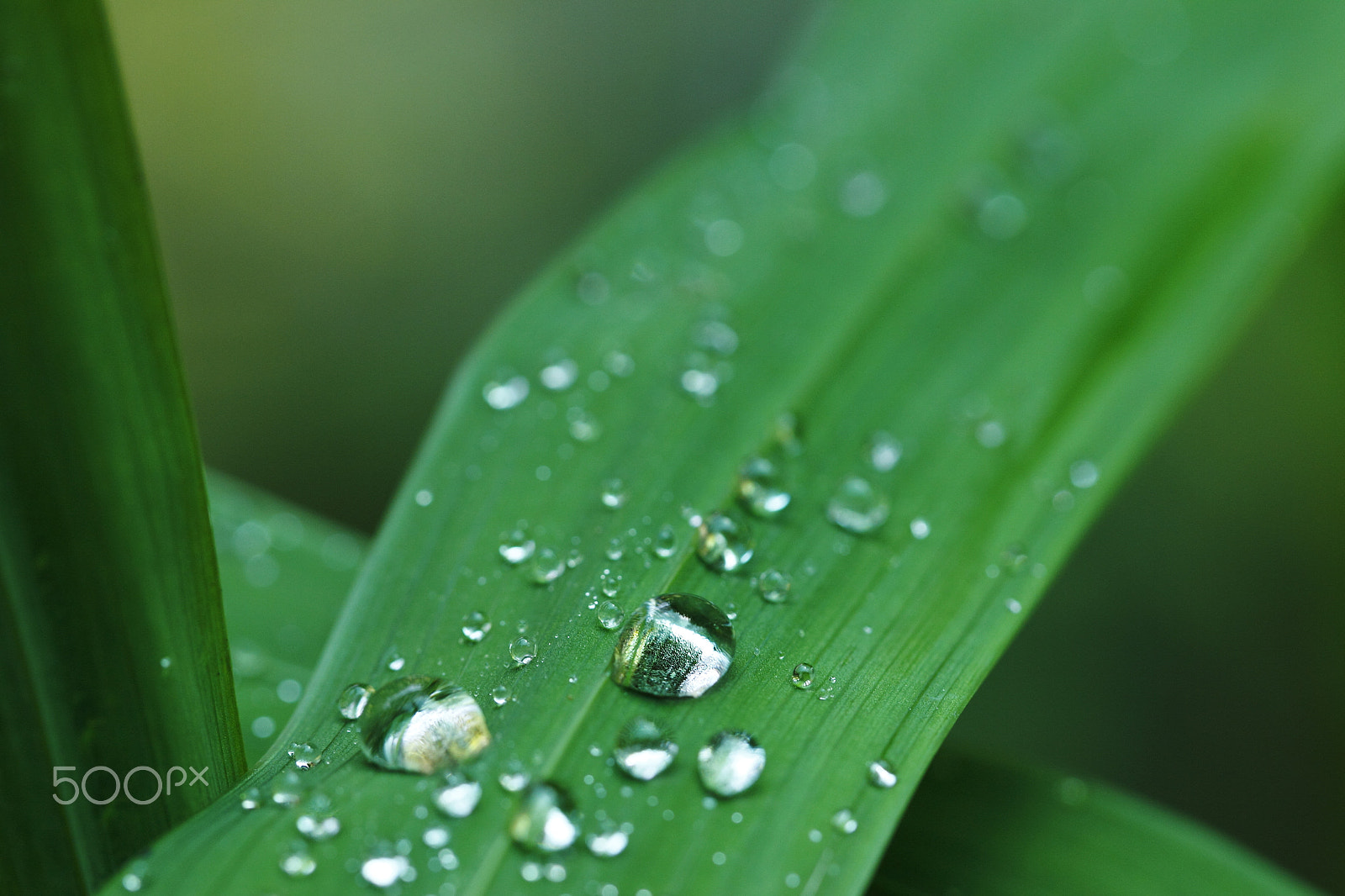 Canon EF 100mm F2.8L Macro IS USM sample photo. Water droplet on a leaf blade photography