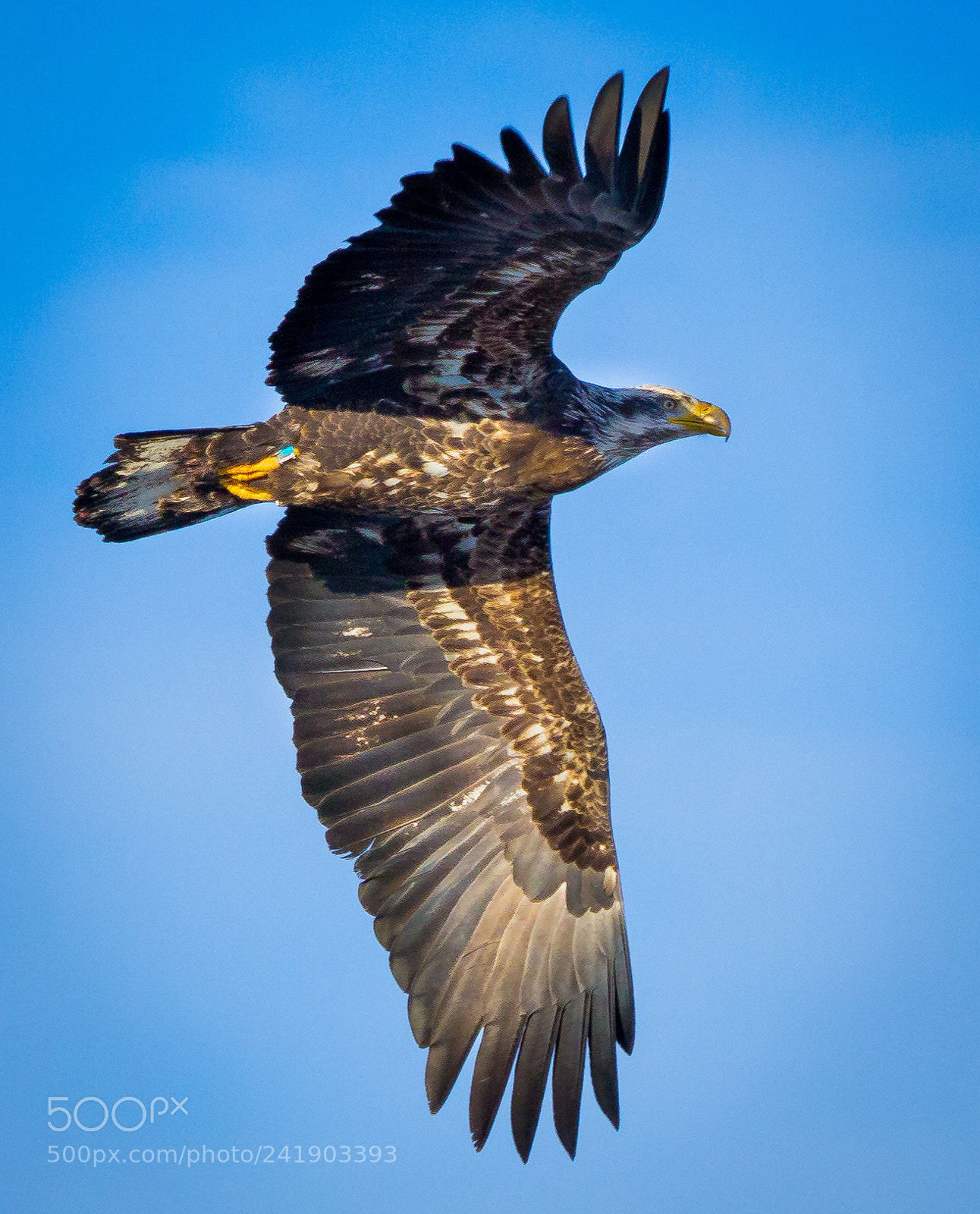 Canon EOS 60D sample photo. Immature bald eagle. photography