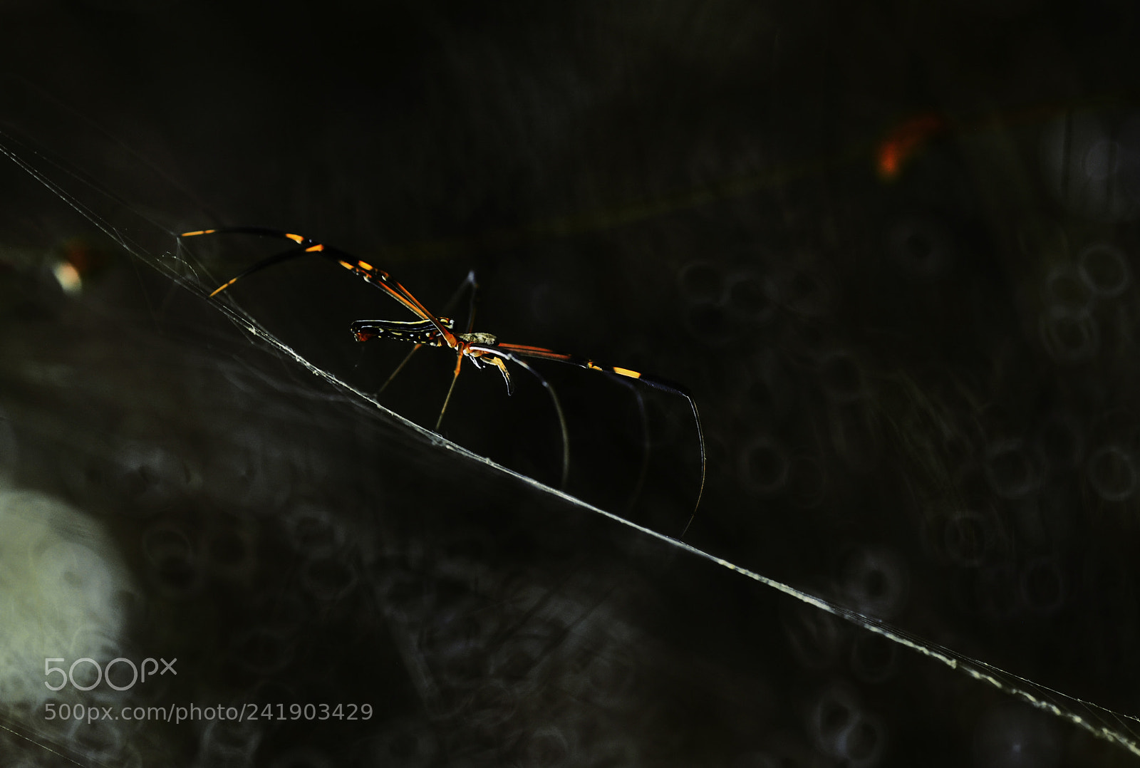 Nikon D60 sample photo. Spiders photography