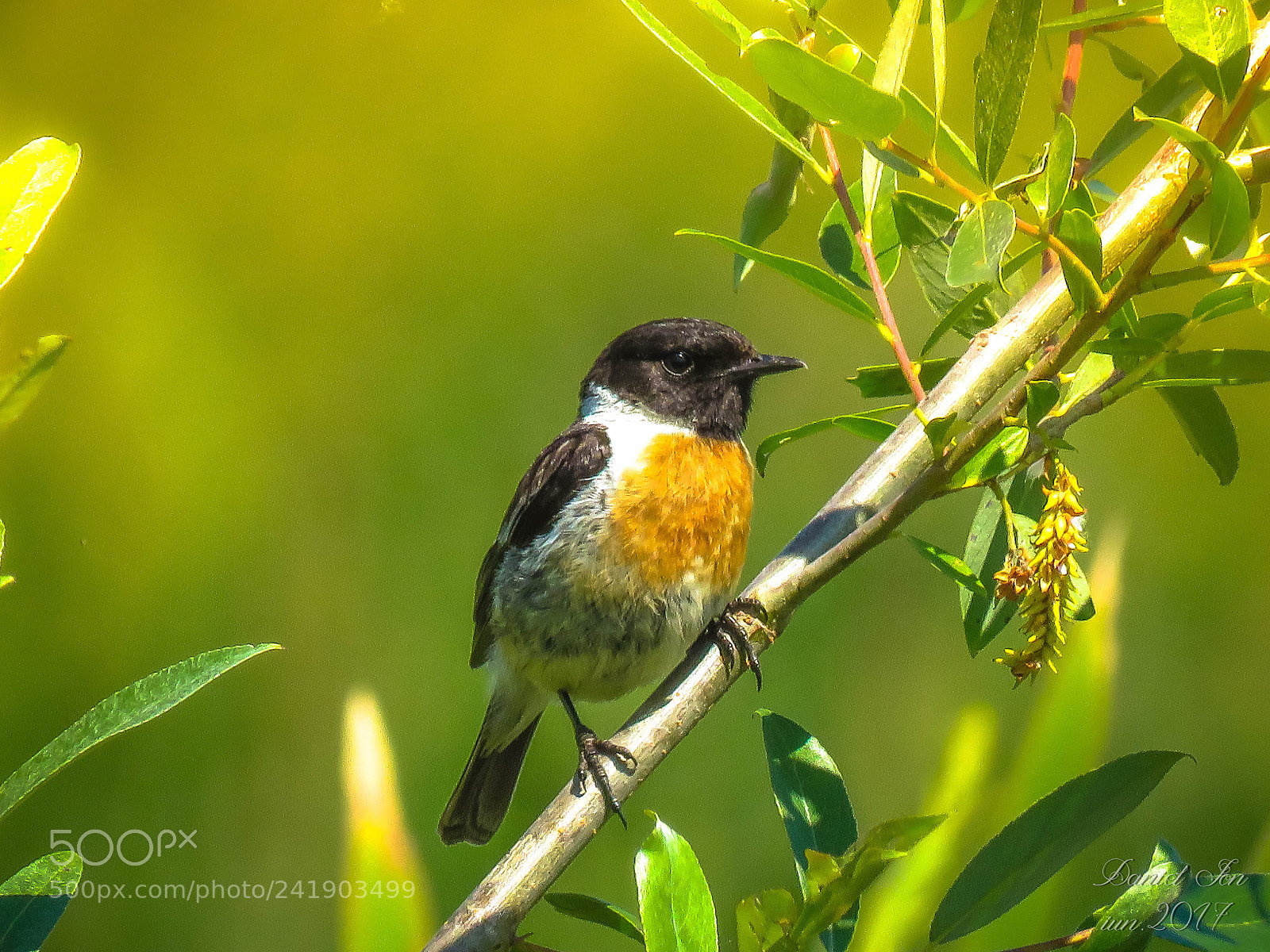 Canon PowerShot SX60 HS sample photo. Maracinarul negru saxicola rubicola photography