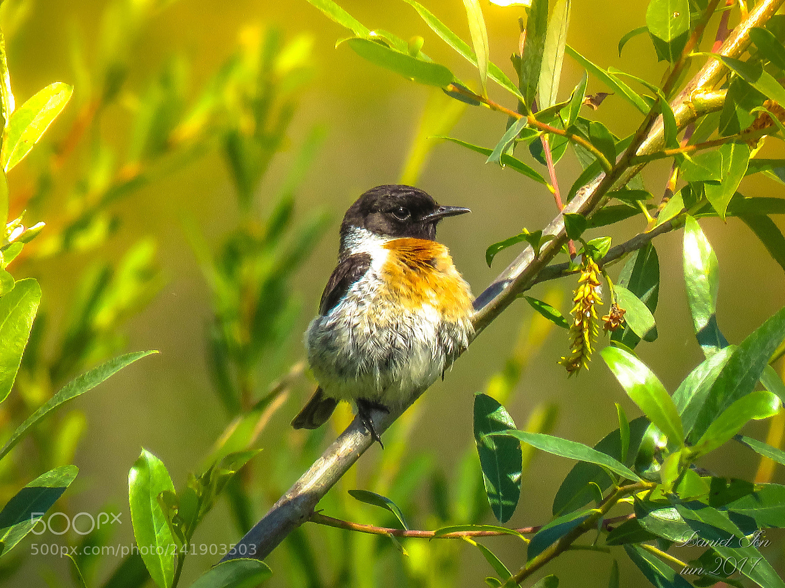 Canon PowerShot SX60 HS sample photo. Maracinarul negru saxicola rubicola photography
