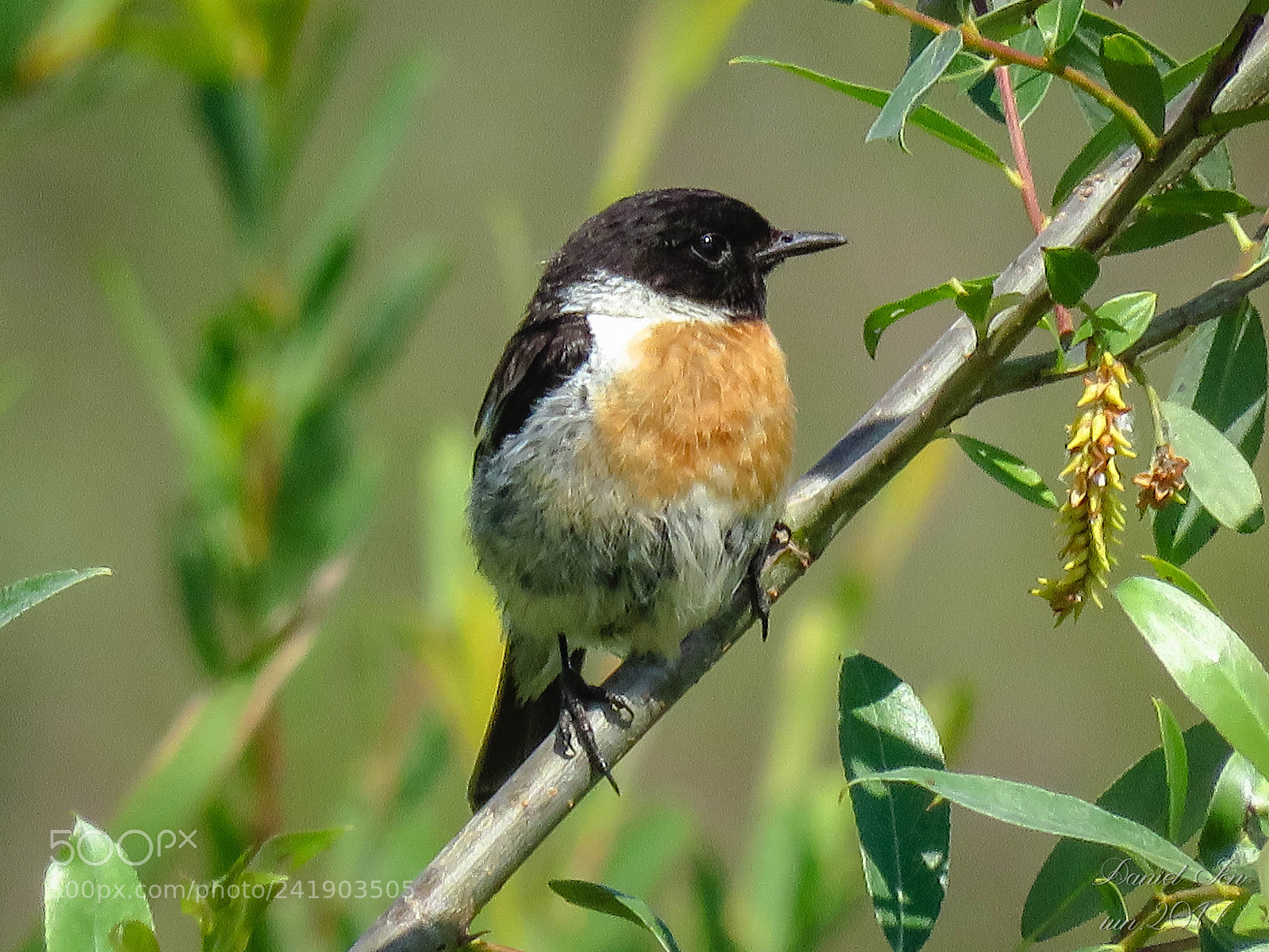 Canon PowerShot SX60 HS sample photo. Maracinarul negru saxicola rubicola photography
