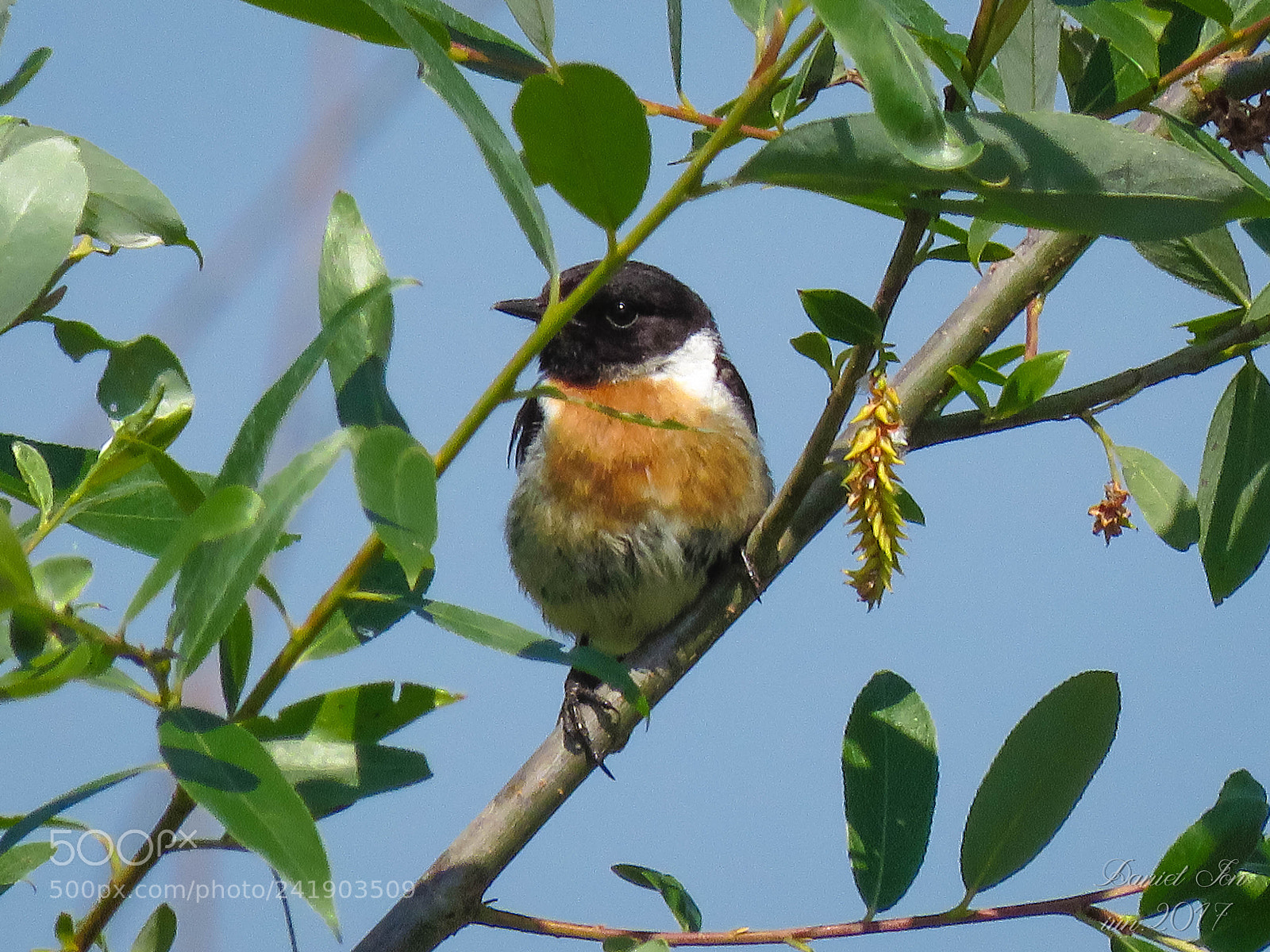 Canon PowerShot SX60 HS sample photo. Maracinarul negru saxicola rubicola photography