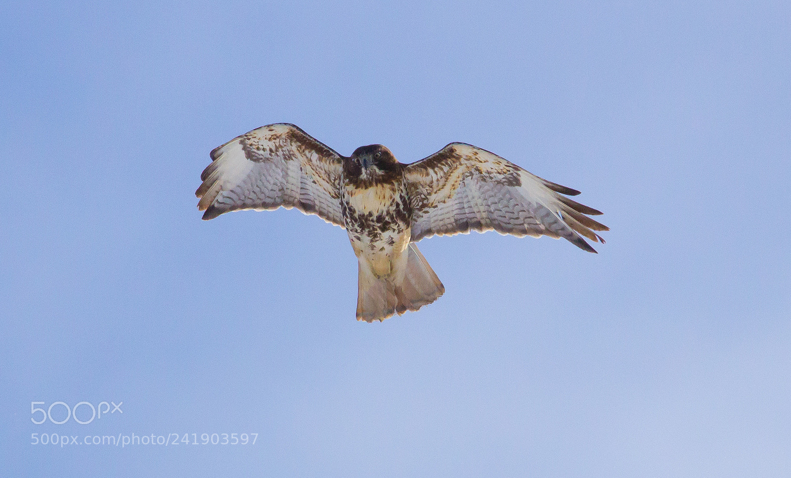 Canon EOS 60D sample photo. Midair acrobatics photography