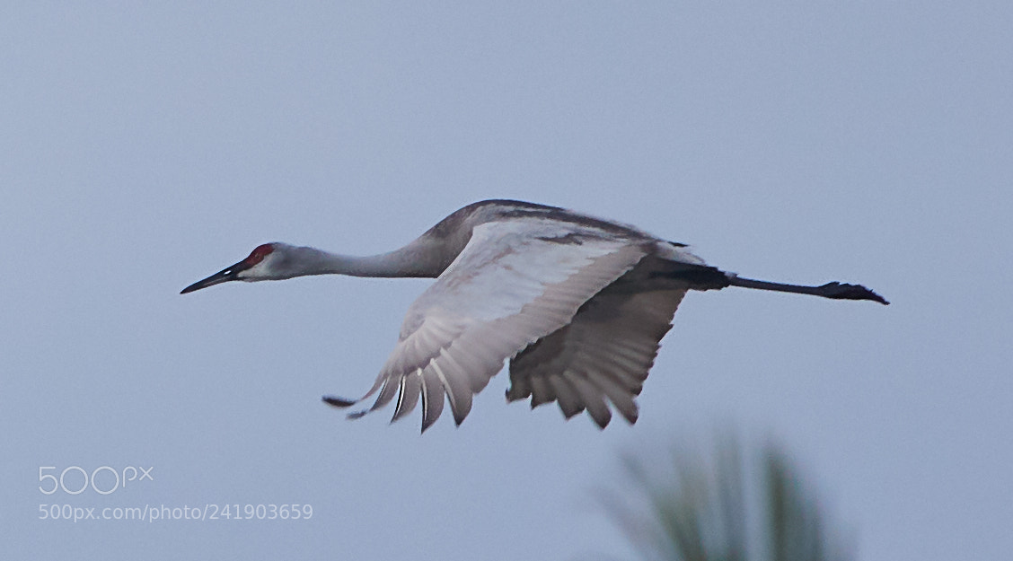 Canon EOS-1D X Mark II sample photo. 01-09-18-8780 1.jpg photography