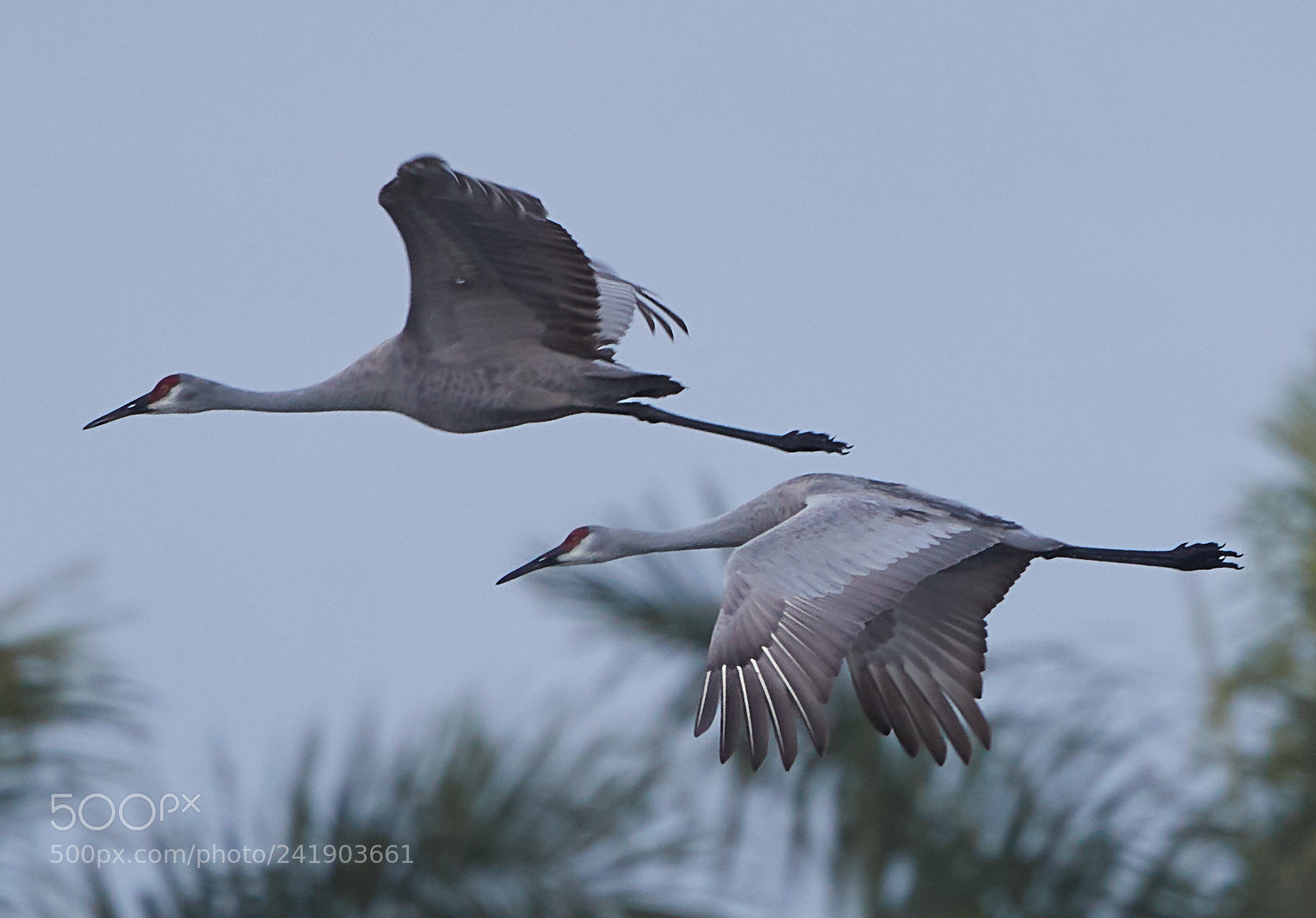 Canon EOS-1D X Mark II sample photo. 01-09-18-8780.jpg photography