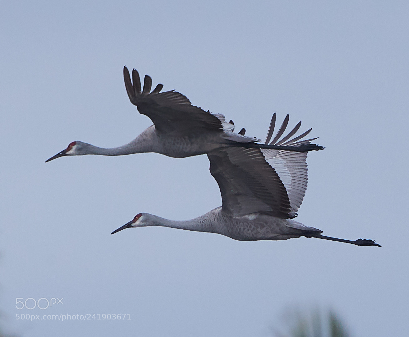 Canon EOS-1D X Mark II sample photo. 01-09-18-8781.jpg photography