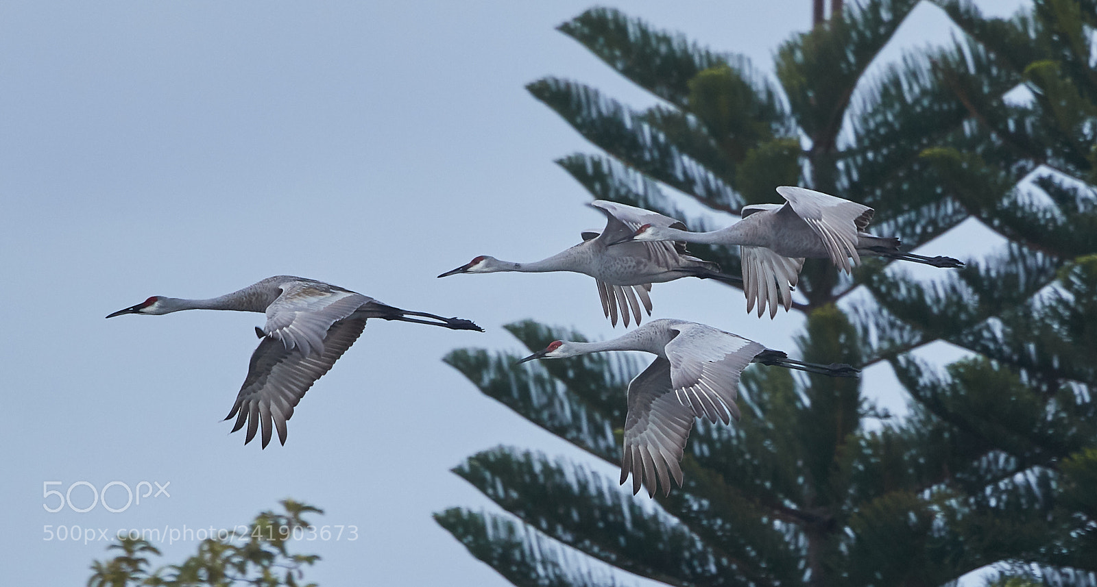 Canon EOS-1D X Mark II sample photo. 01-09-18-8783 1.jpg photography