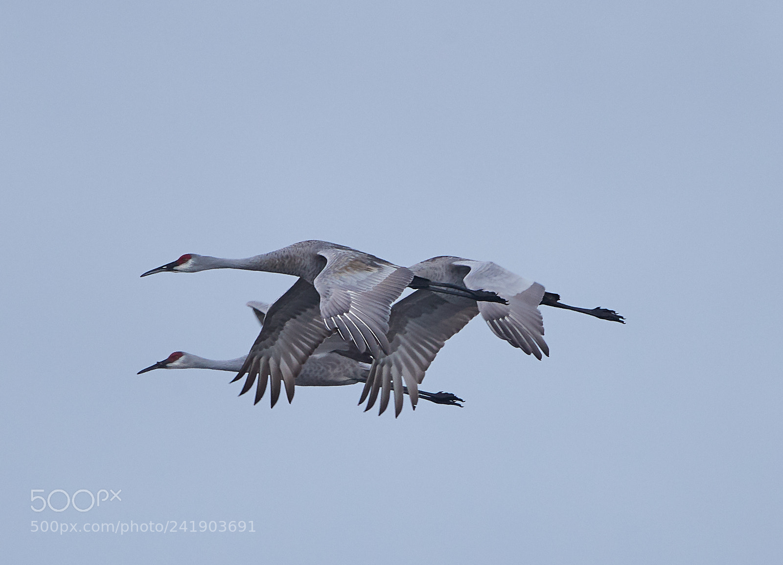 Canon EOS-1D X Mark II sample photo. 01-09-18-8787 1.jpg photography