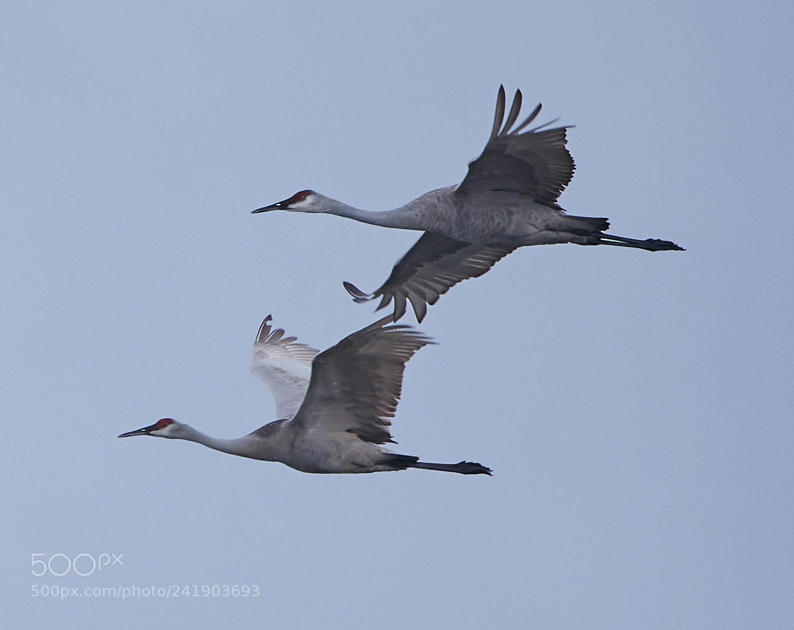 Canon EOS-1D X Mark II sample photo. 01-09-18-8787 2.jpg photography