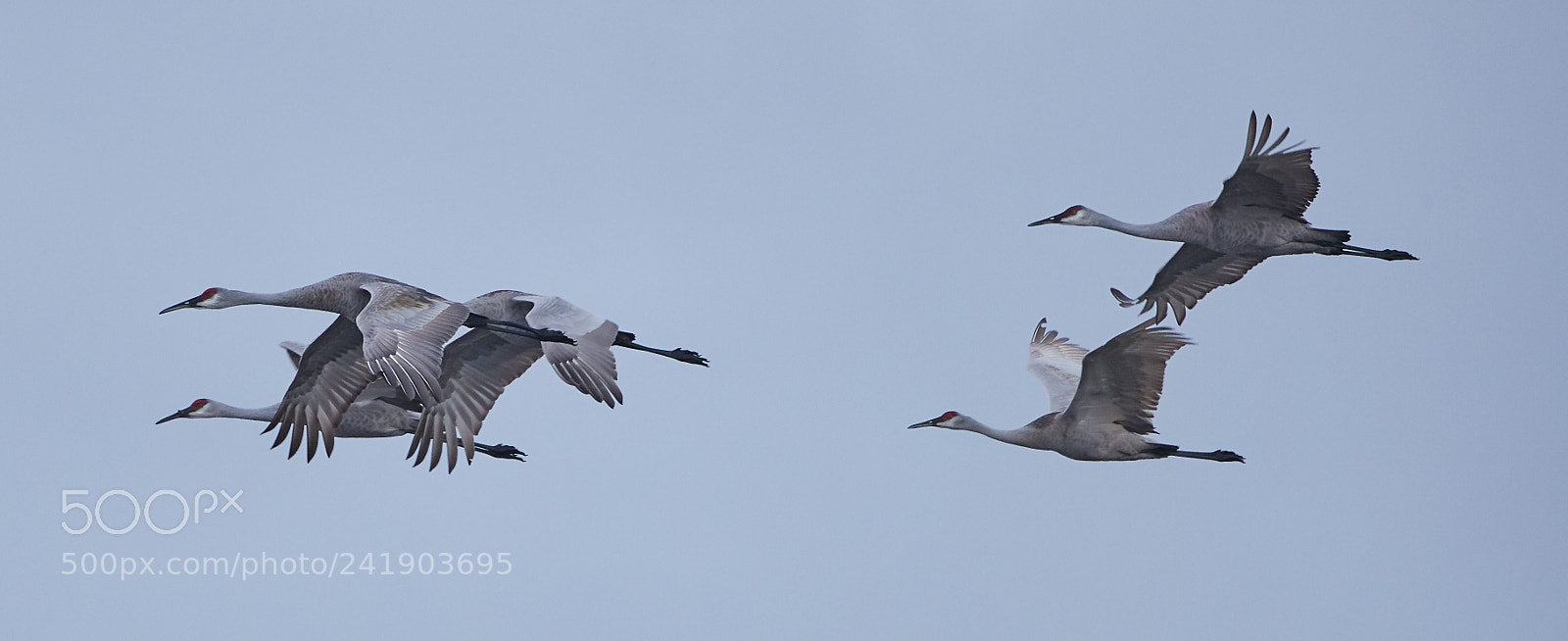 Canon EOS-1D X Mark II sample photo. 01-09-18-8787.jpg photography