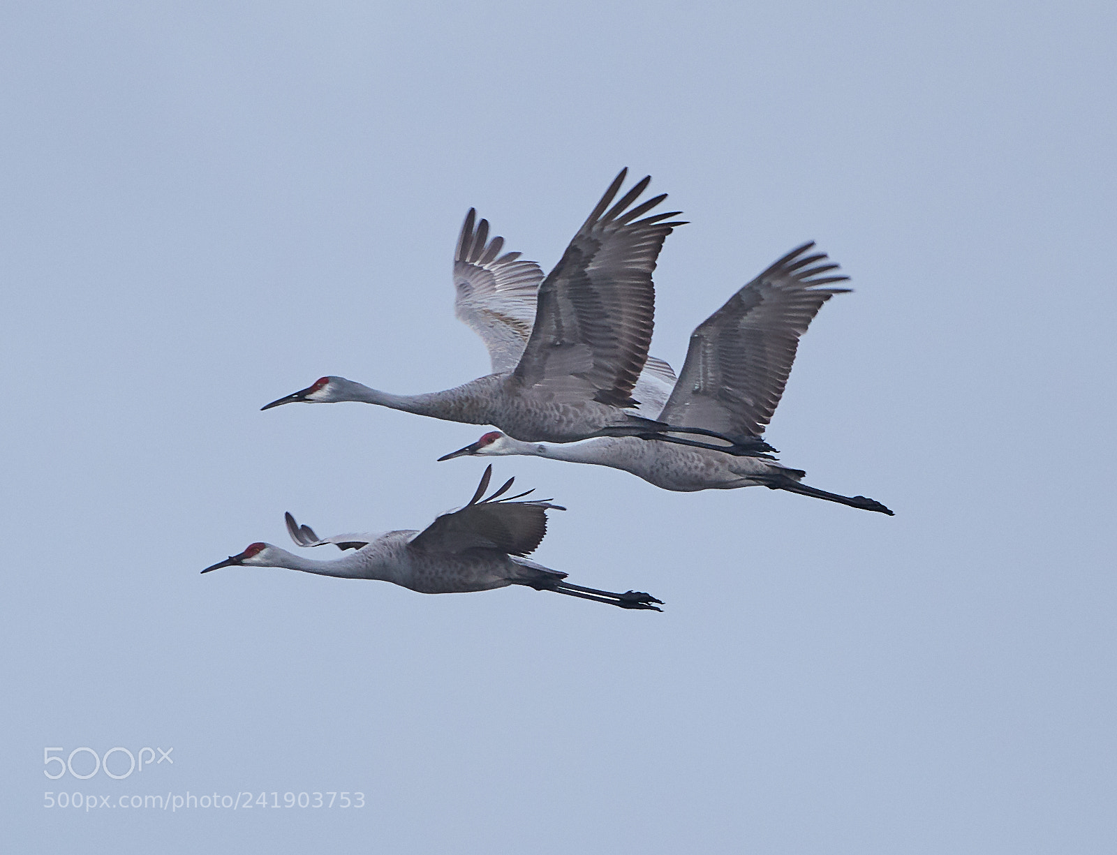Canon EOS-1D X Mark II sample photo. 01-09-18-8788 1.jpg photography