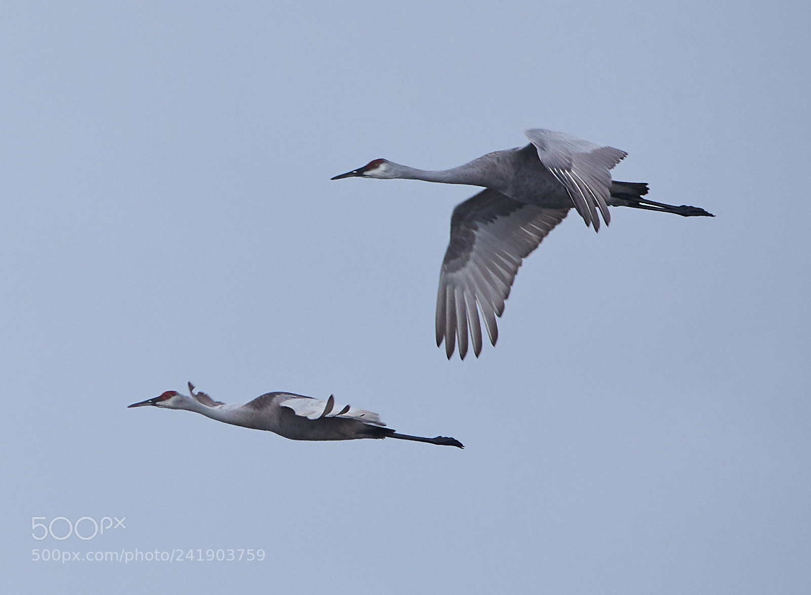 Canon EOS-1D X Mark II sample photo. 01-09-18-8788 2.jpg photography