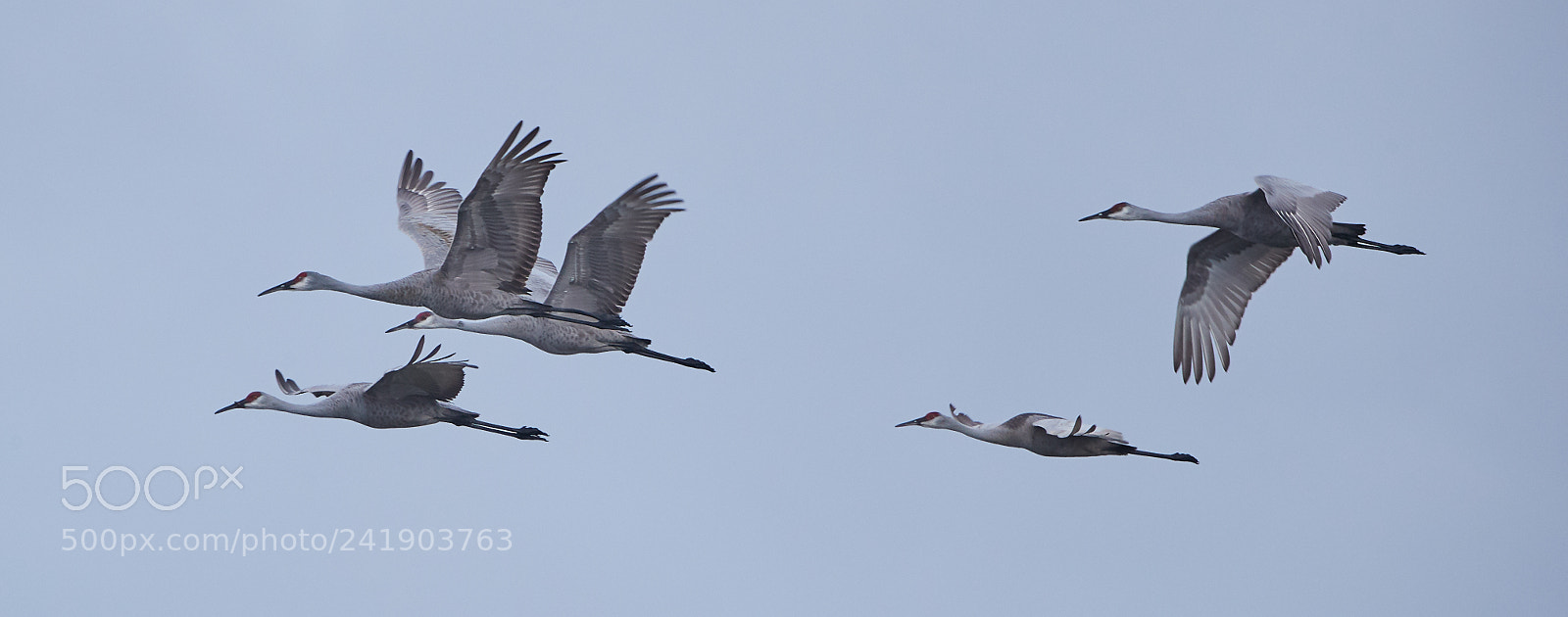 Canon EOS-1D X Mark II sample photo. 01-09-18-8788.jpg photography