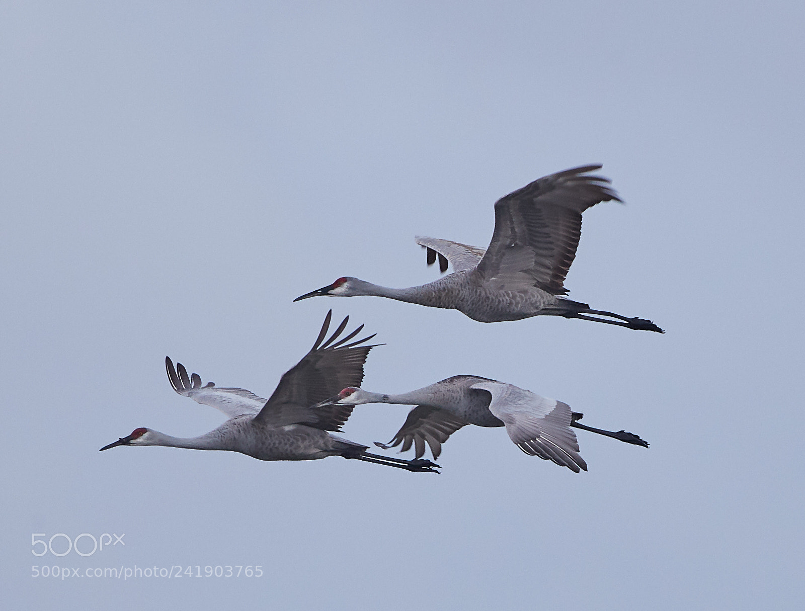 Canon EOS-1D X Mark II sample photo. 01-09-18-8789 1.jpg photography