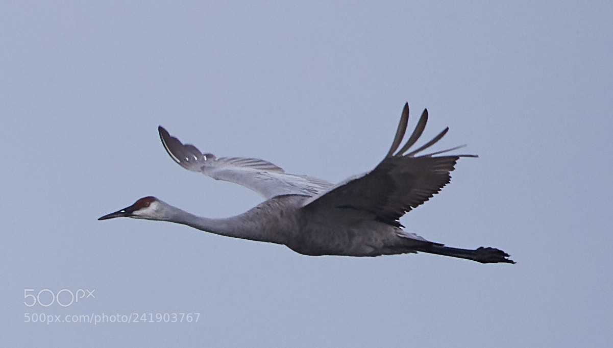 Canon EOS-1D X Mark II sample photo. 01-09-18-8789 2.jpg photography