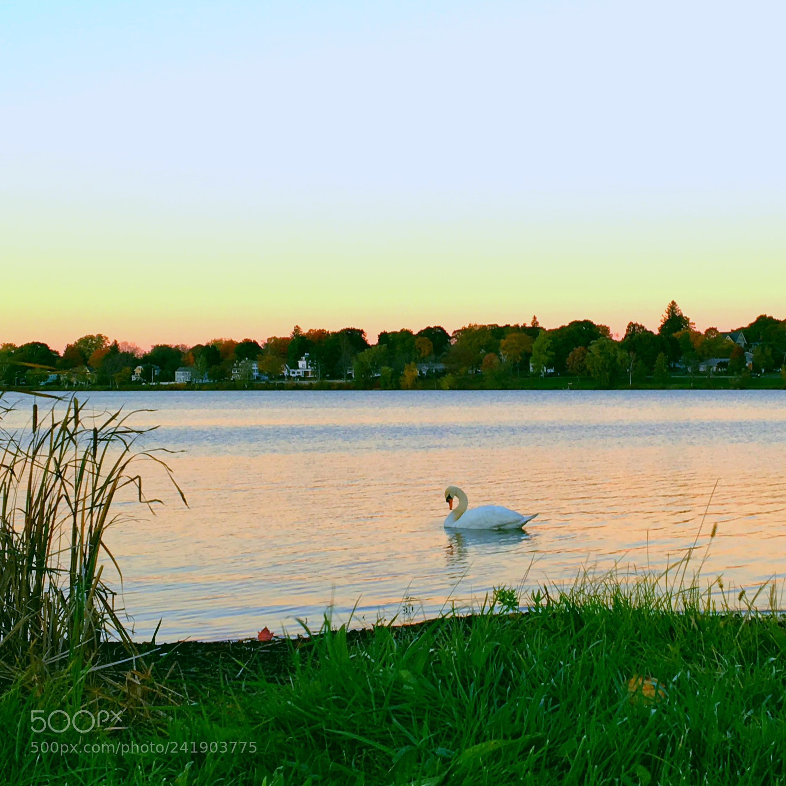 Apple iPhone 6s sample photo. Delicate swan photography
