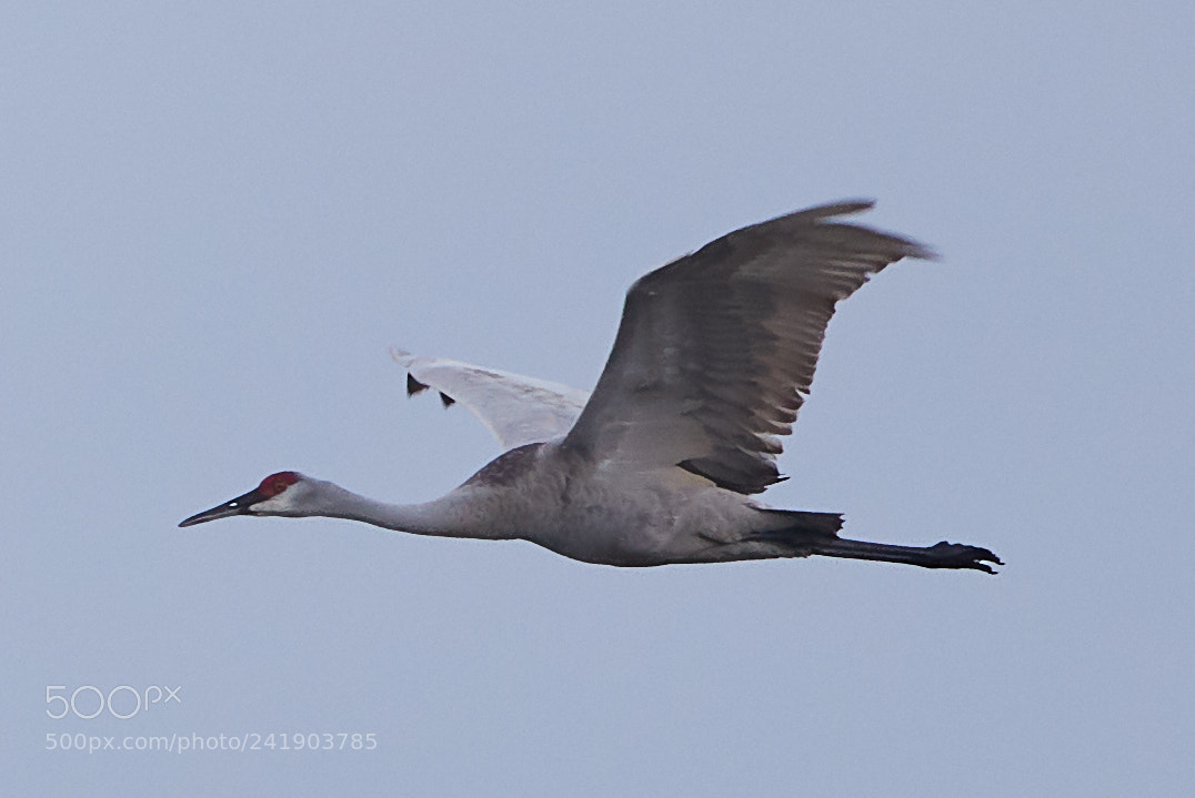 Canon EOS-1D X Mark II sample photo. 01-09-18-8789 3.jpg photography