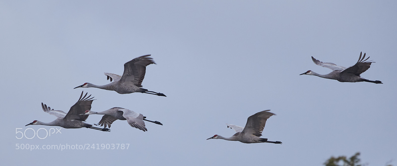 Canon EOS-1D X Mark II sample photo. 01-09-18-8789.jpg photography