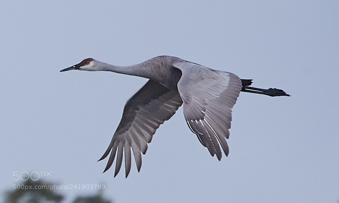 Canon EOS-1D X Mark II sample photo. 01-09-18-8790 2.jpg photography