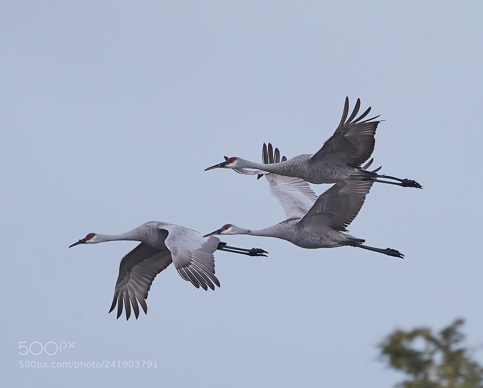 Canon EOS-1D X Mark II sample photo. 01-09-18-8790 1.jpg photography