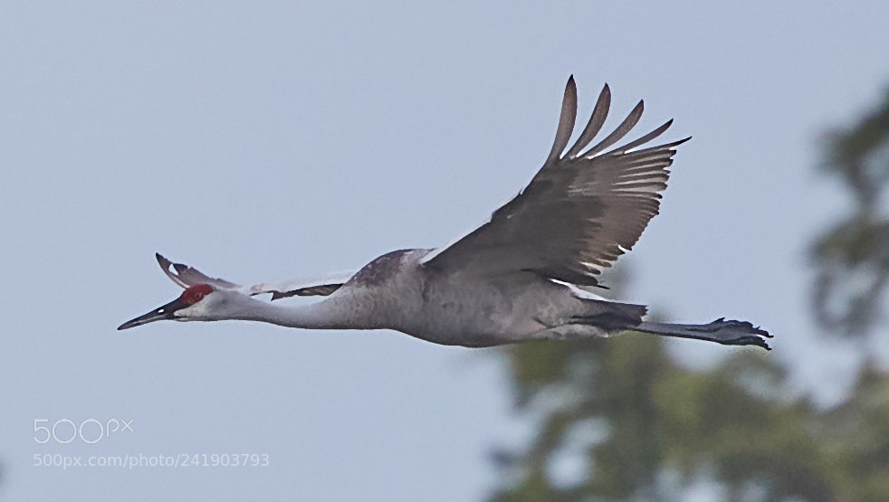 Canon EOS-1D X Mark II sample photo. 01-09-18-8790 3.jpg photography