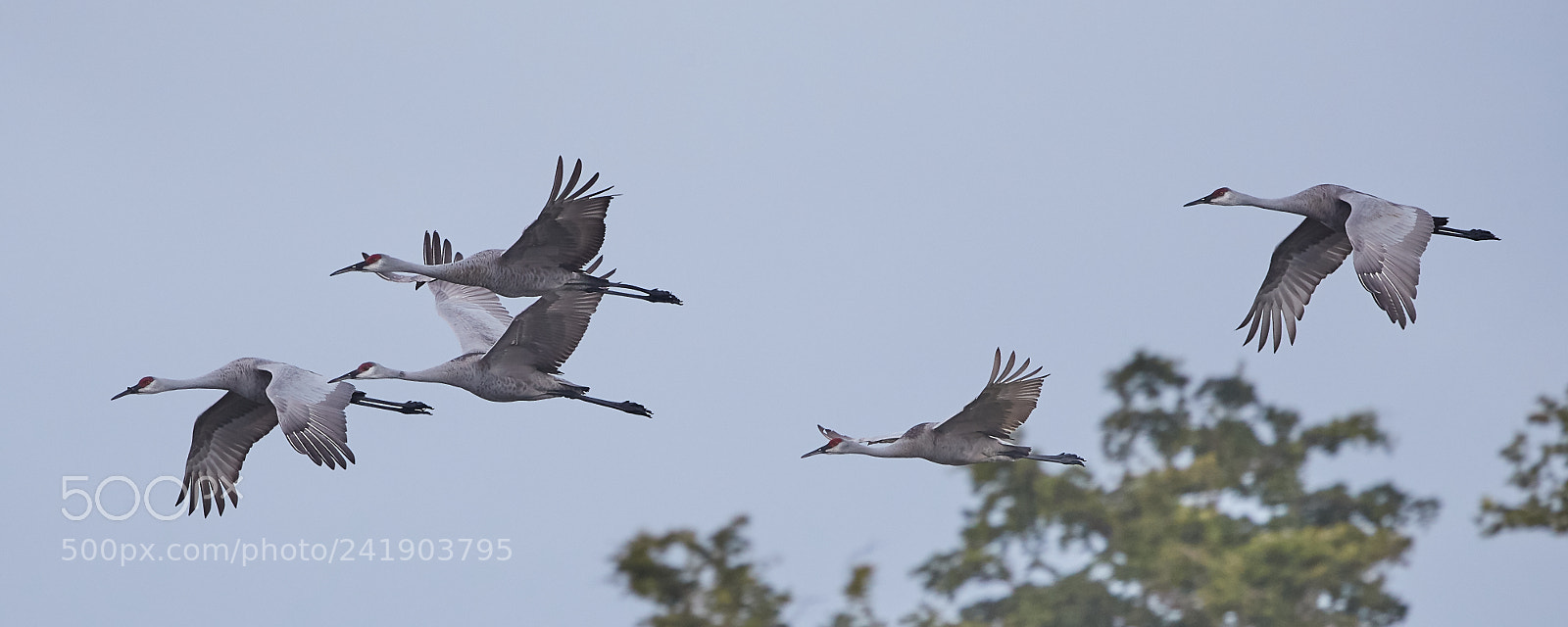 Canon EOS-1D X Mark II sample photo. 01-09-18-8790.jpg photography