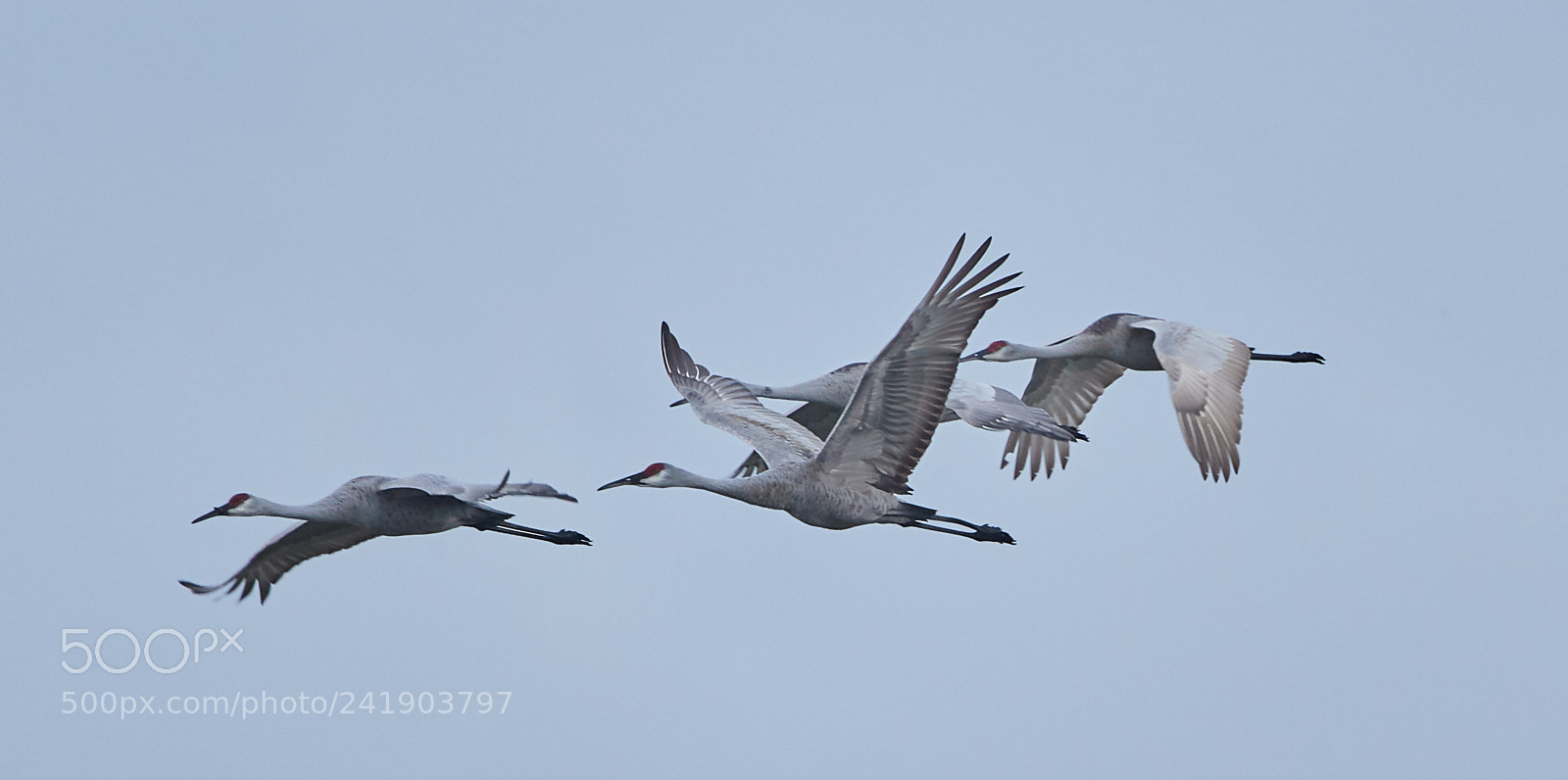 Canon EOS-1D X Mark II sample photo. 01-09-18-8792 1.jpg photography