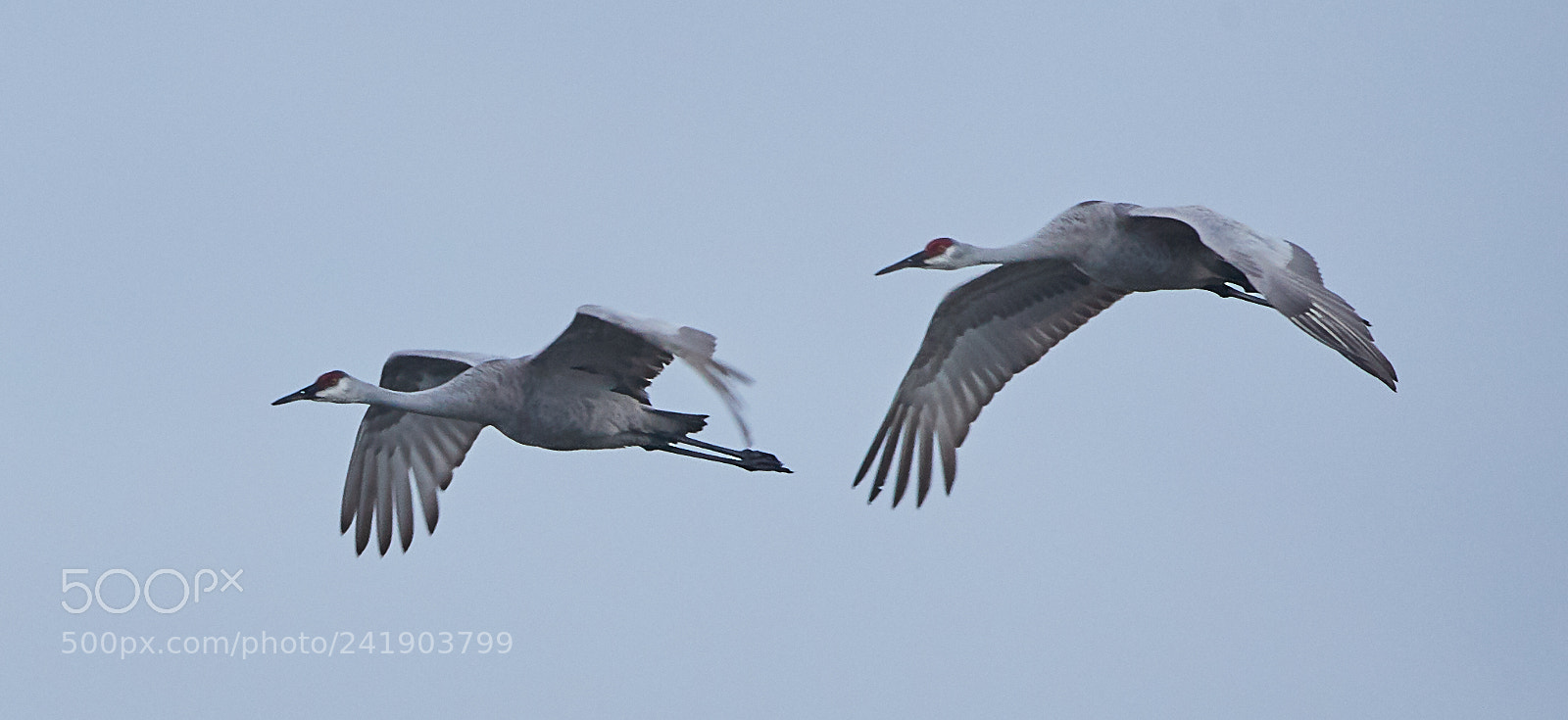 Canon EOS-1D X Mark II sample photo. 01-09-18-8792 2.jpg photography