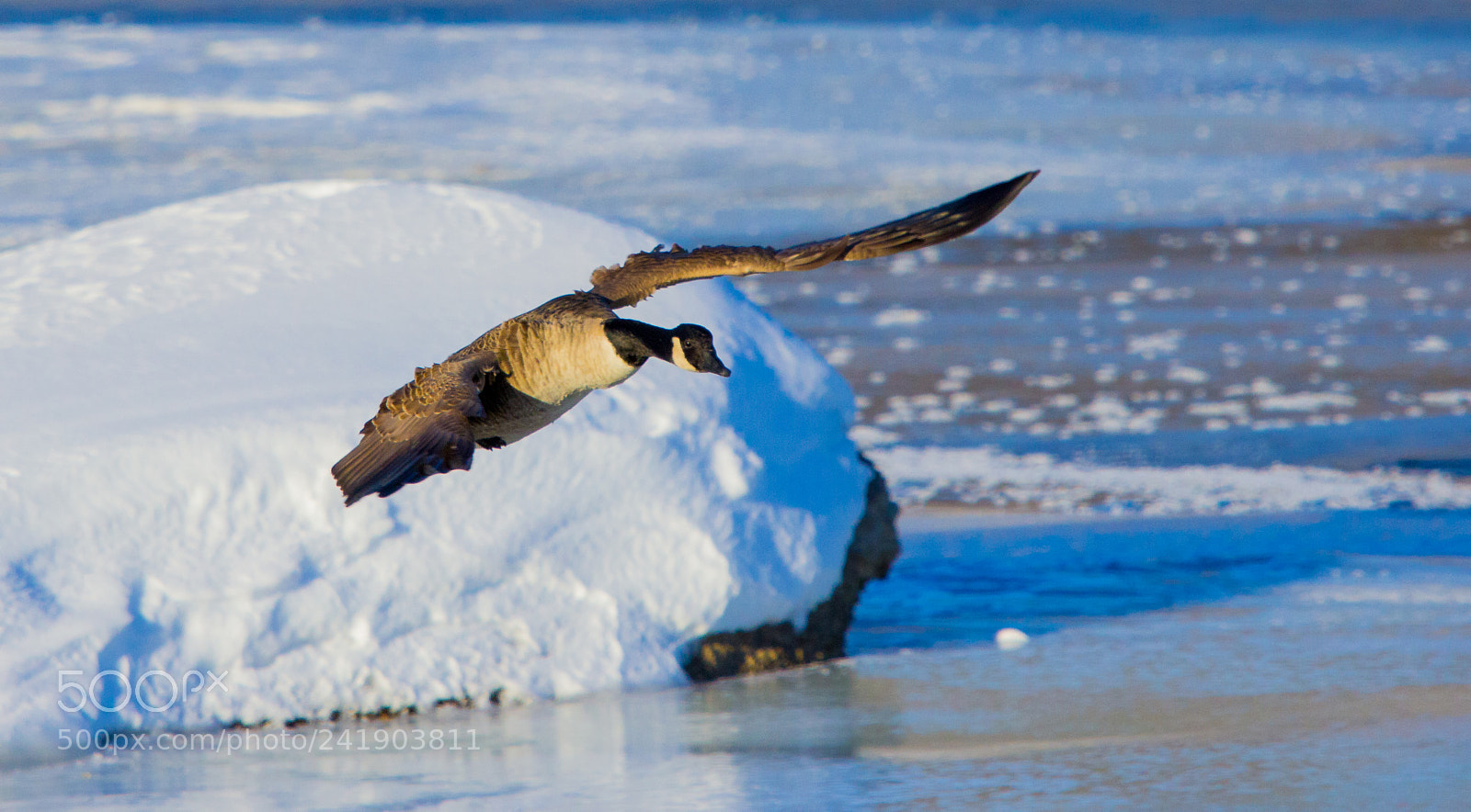 Canon EOS 60D sample photo. Going for a landing photography