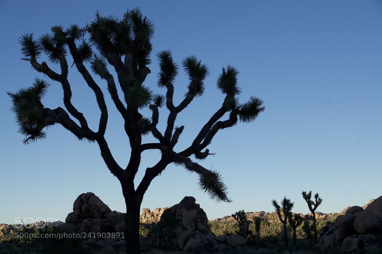 Sony ILCA-77M2 sample photo. Joshua tree photography