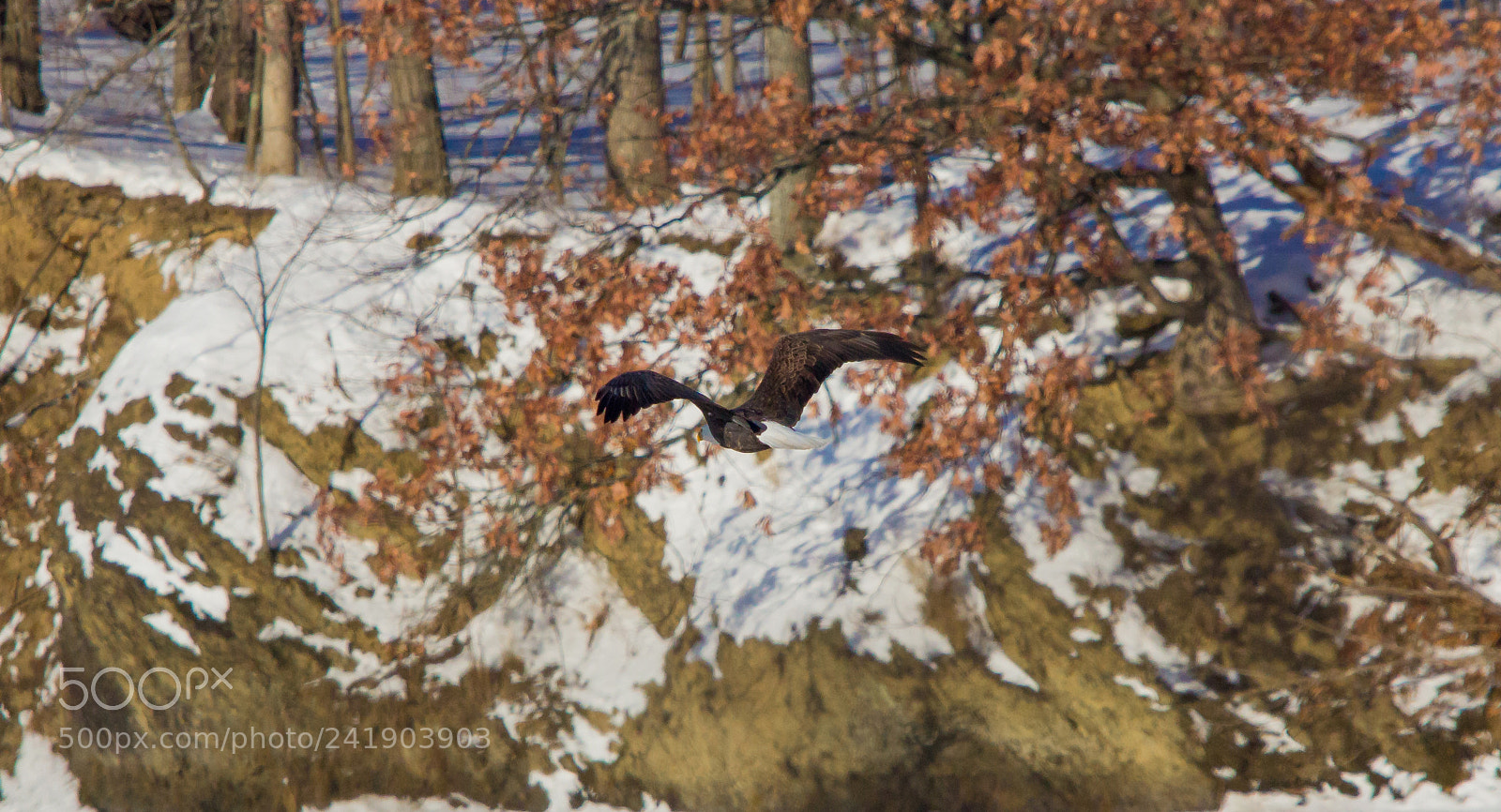Canon EOS 60D sample photo. Flying home photography