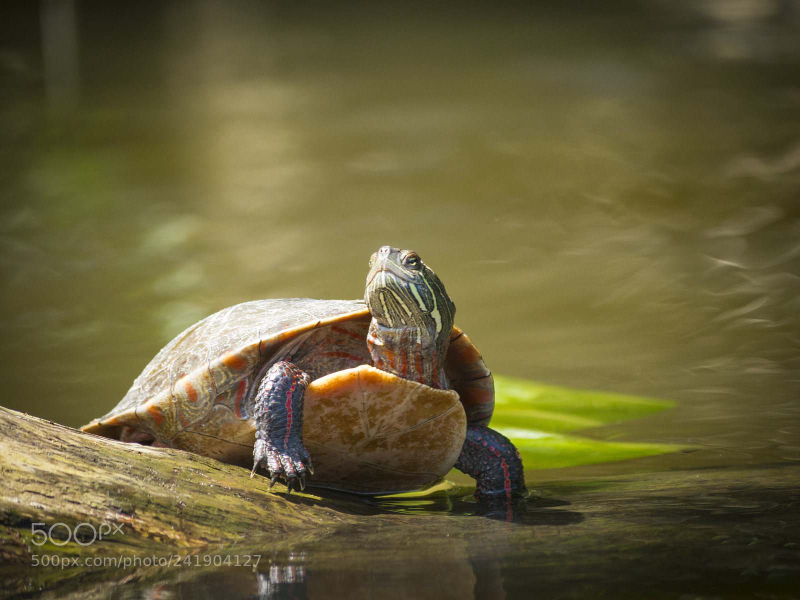 Olympus OM-D E-M1 sample photo. Wildlife in nature photography