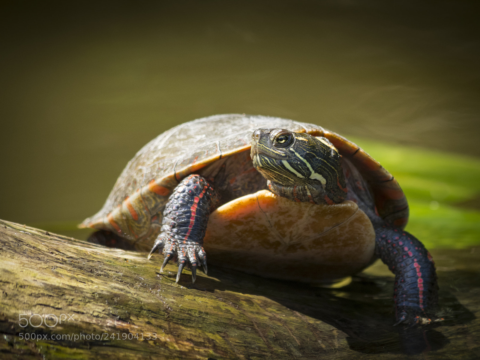 Olympus OM-D E-M1 sample photo. Wildlife in nature photography