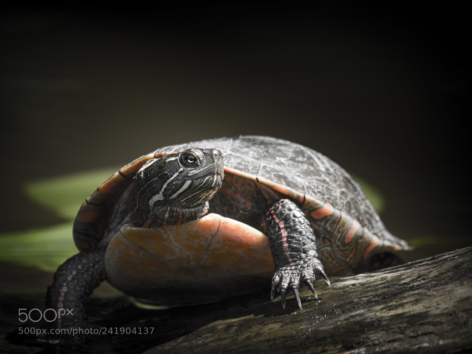 Olympus OM-D E-M1 sample photo. Wildlife in nature photography