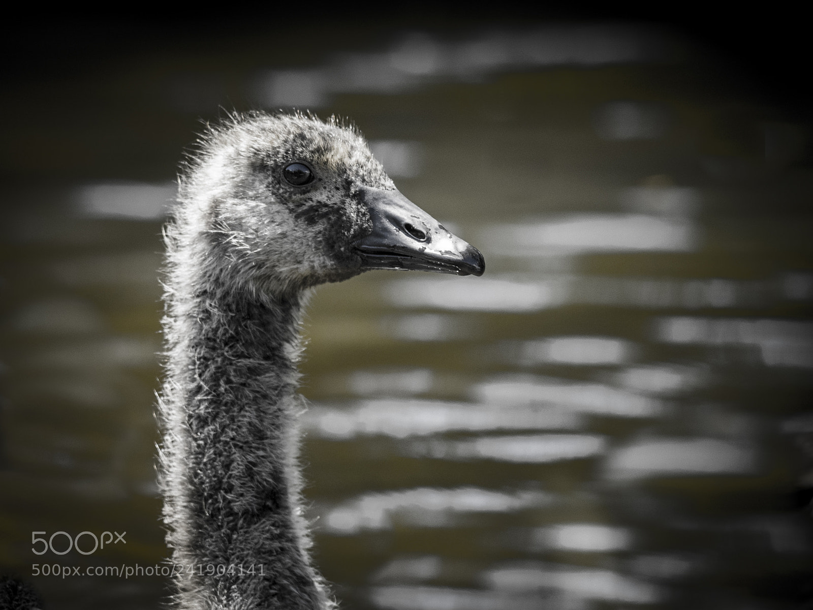 Olympus OM-D E-M1 sample photo. Wildlife in nature photography