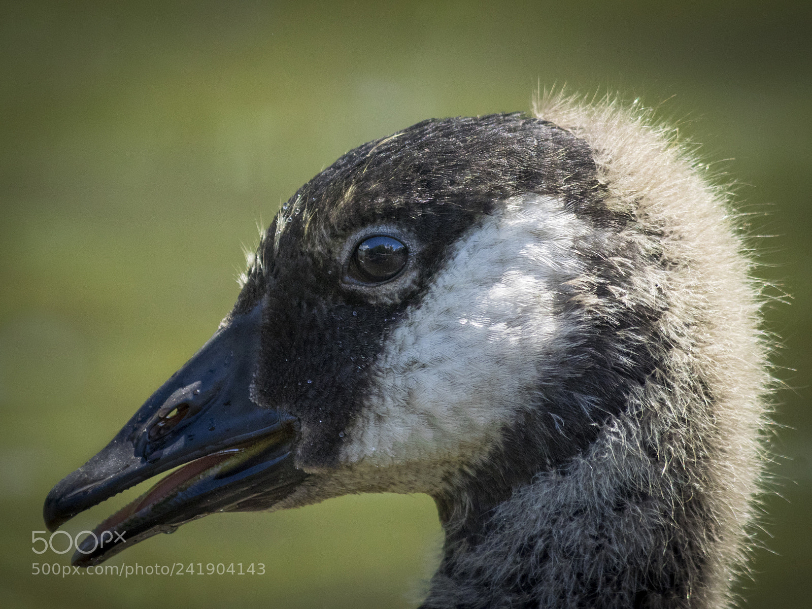 Olympus OM-D E-M1 sample photo. Wildlife in nature photography