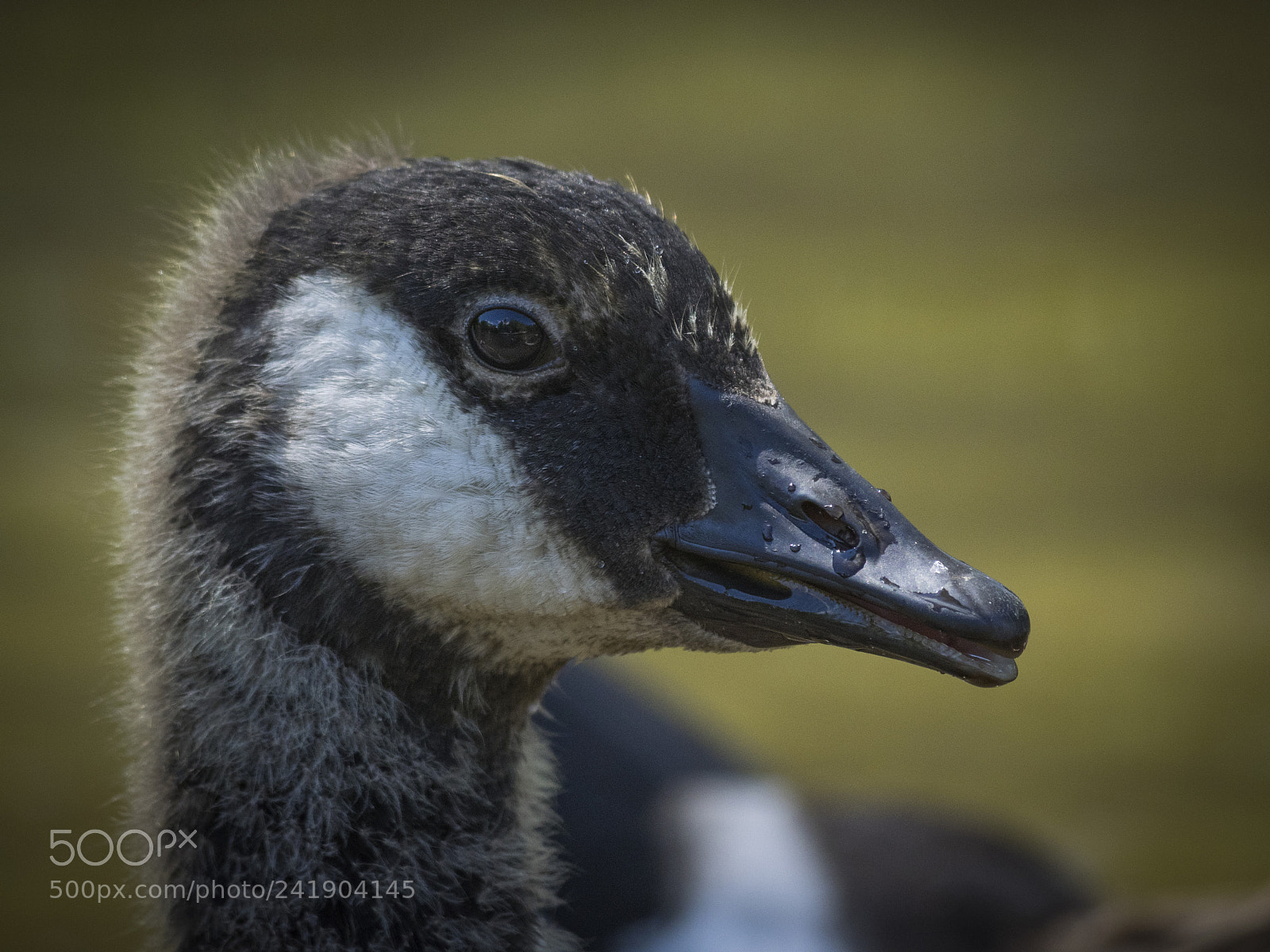 Olympus OM-D E-M1 sample photo. Wildlife in nature photography