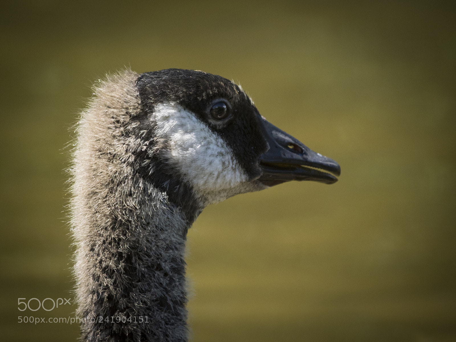 Olympus OM-D E-M1 sample photo. Wildlife in nature photography